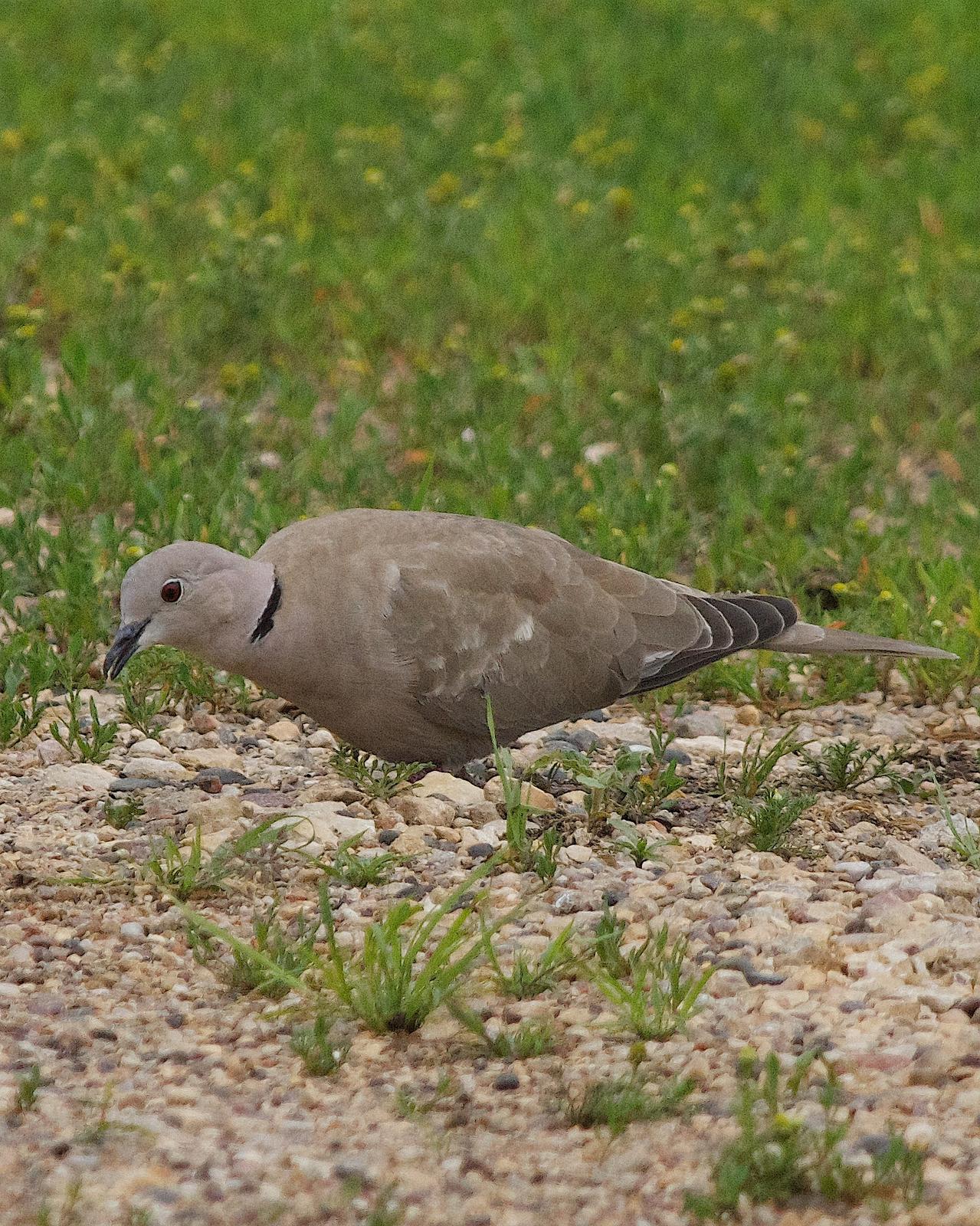 Eurasian Collared-Dove Photo by Gerald Hoekstra