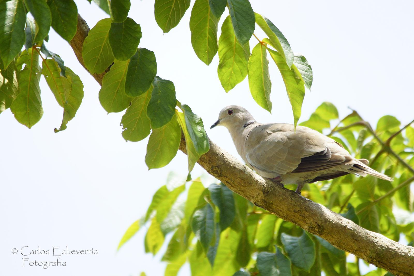 Eurasian Collared-Dove Photo by Carlos Echeverría