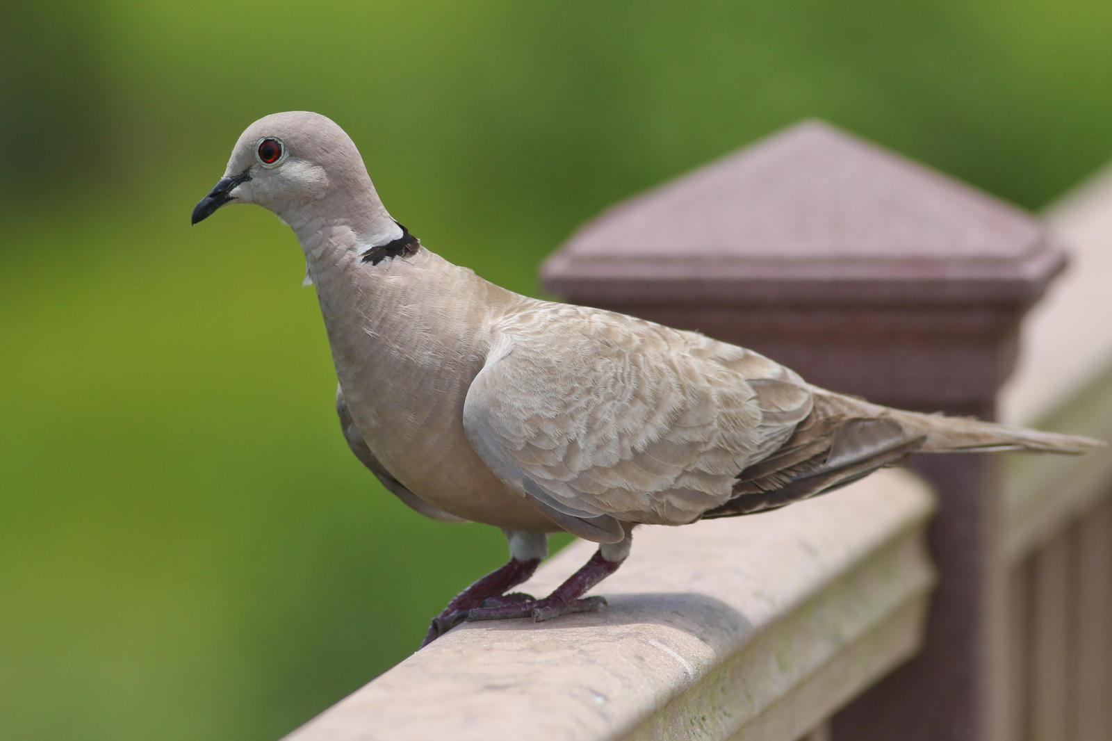 Eurasian Collared-Dove Photo by Tom Ford-Hutchinson