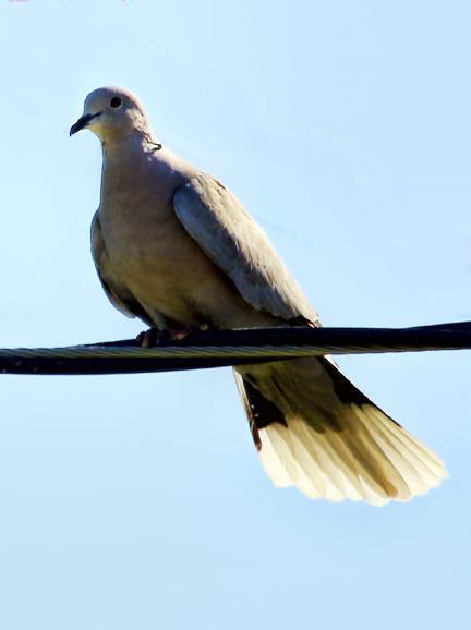 Eurasian Collared-Dove Photo by Dan Tallman
