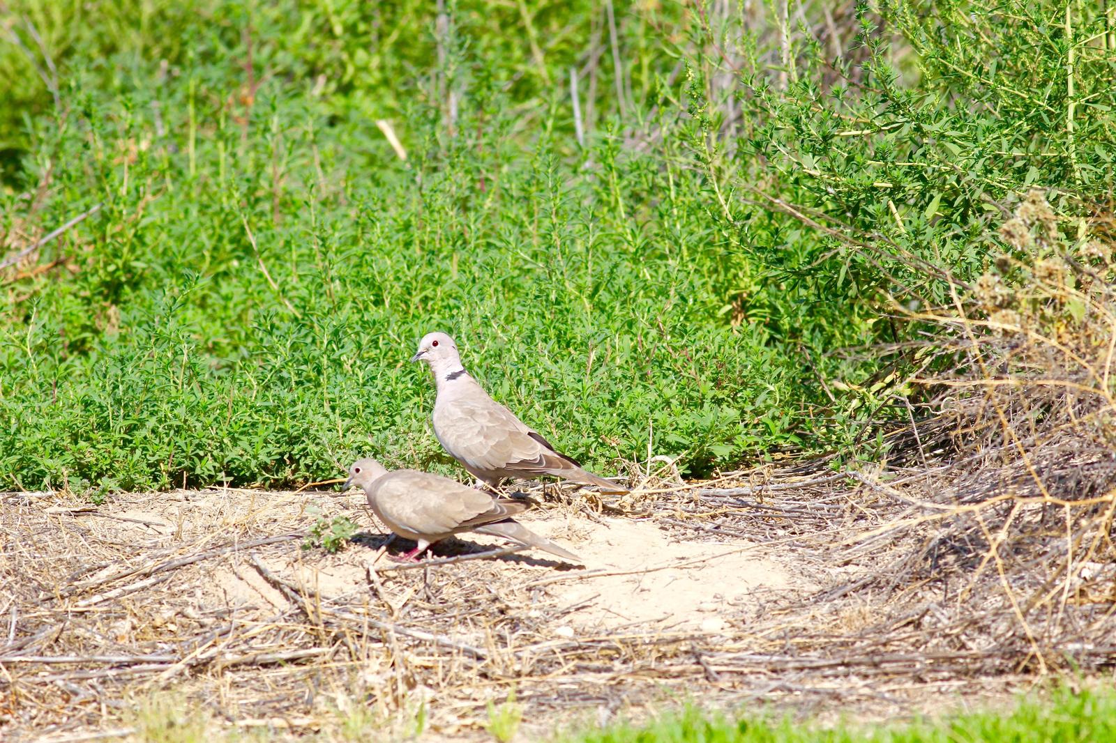 Eurasian Collared-Dove Photo by Kathryn Keith