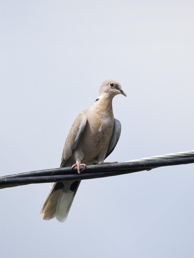 Eurasian Collared-Dove Photo by Christopher Collins