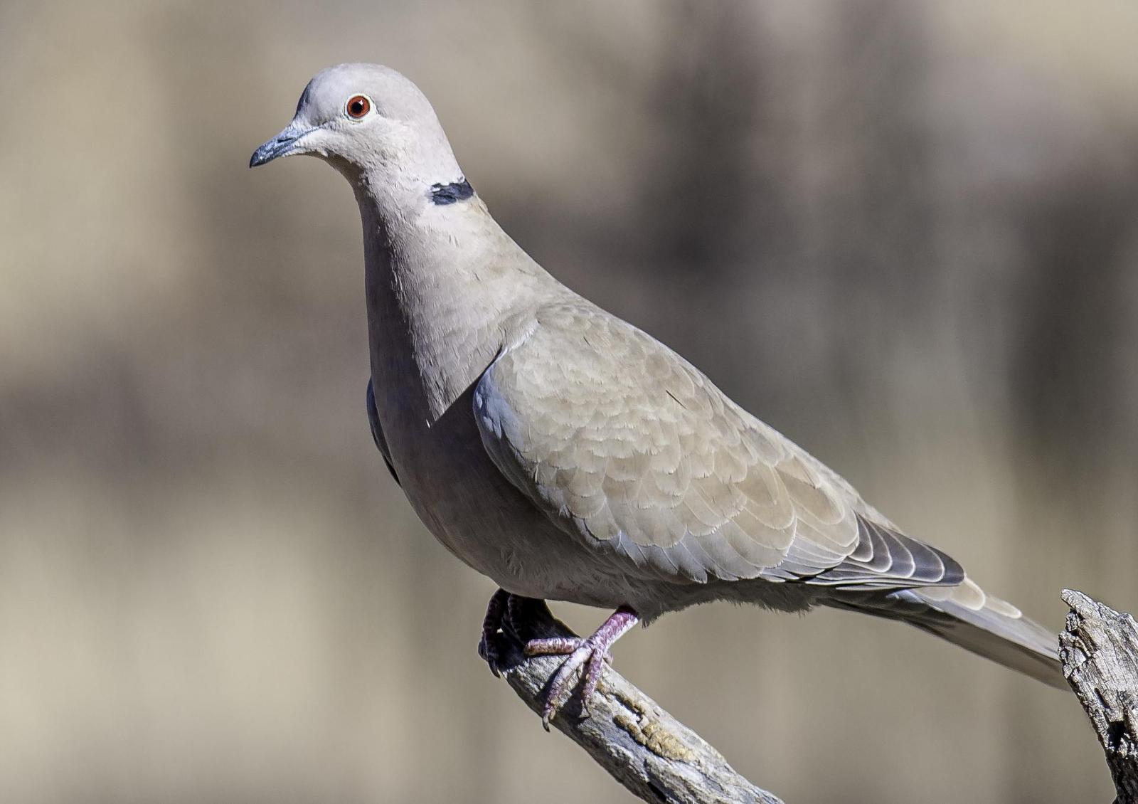 Eurasian Collared-Dove Photo by Mason Rose