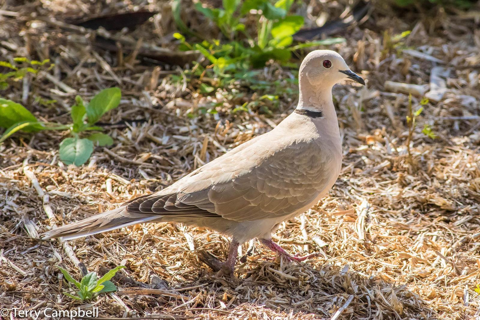 Eurasian Collared-Dove Photo by Terry Campbell