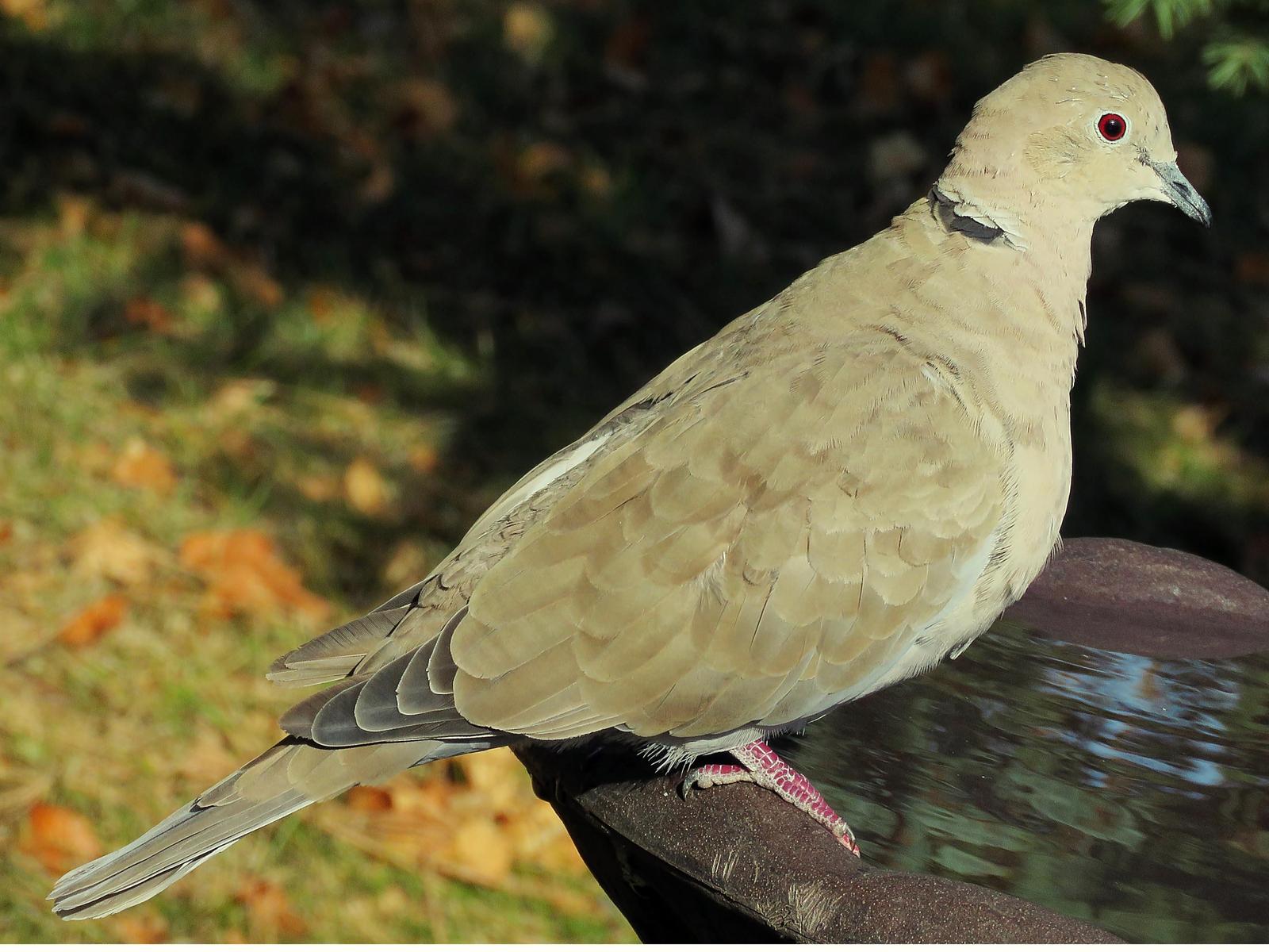 Eurasian Collared-Dove Photo by Bob Neugebauer