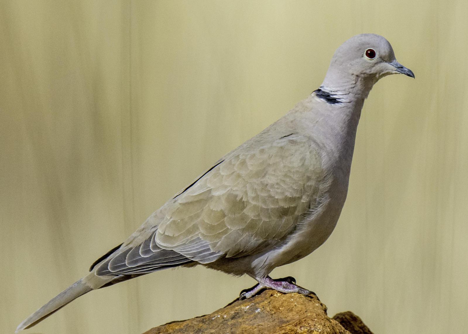 Eurasian Collared-Dove Photo by Mason Rose