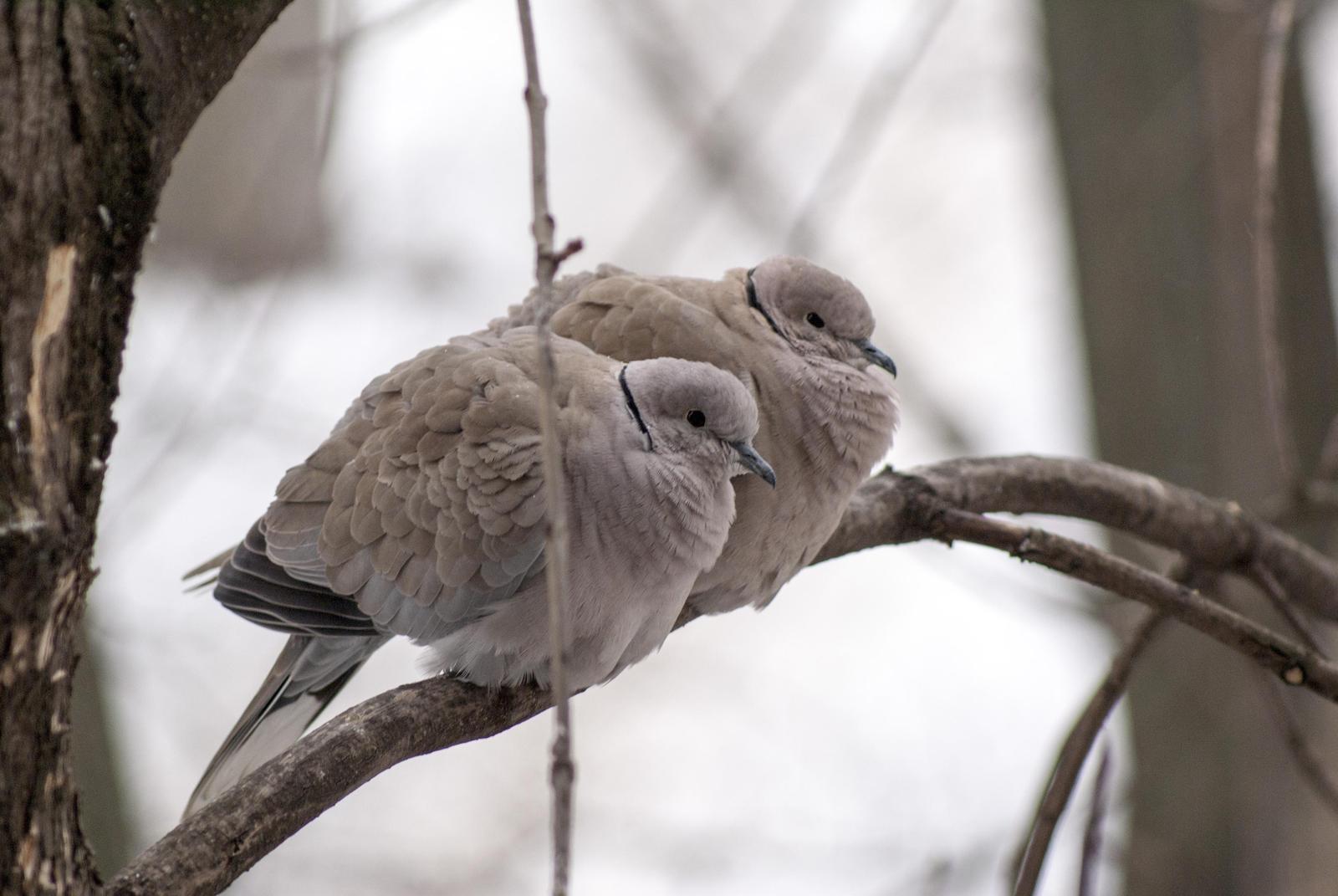 Eurasian Collared-Dove Photo by African Googre