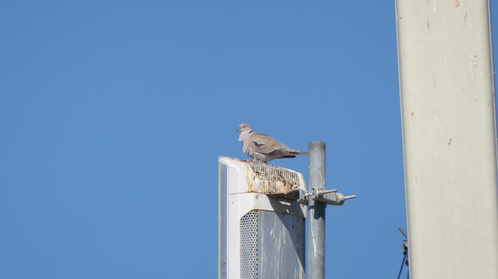 Eurasian Collared-Dove Photo by Daliel Leite