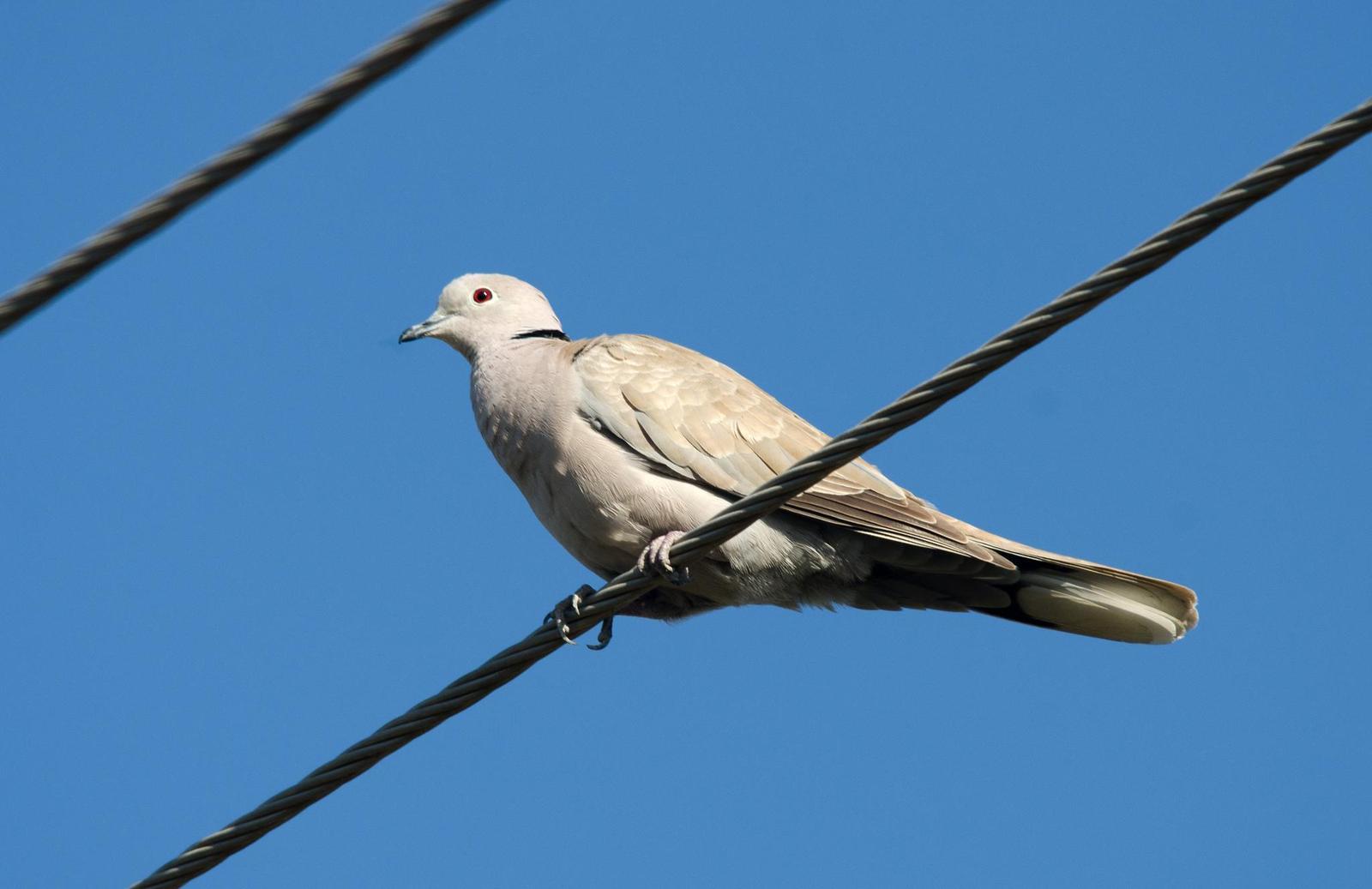 Eurasian Collared-Dove Photo by Mihir Joshi