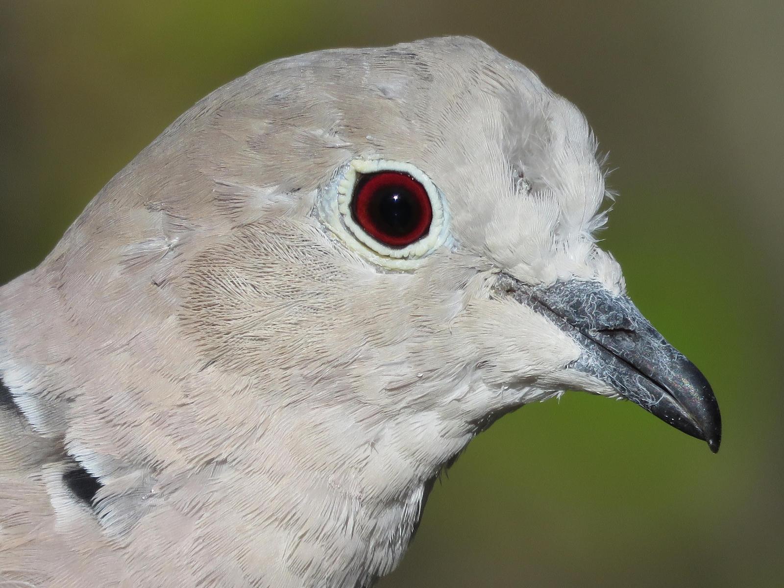 Eurasian Collared-Dove Photo by Bob Neugebauer