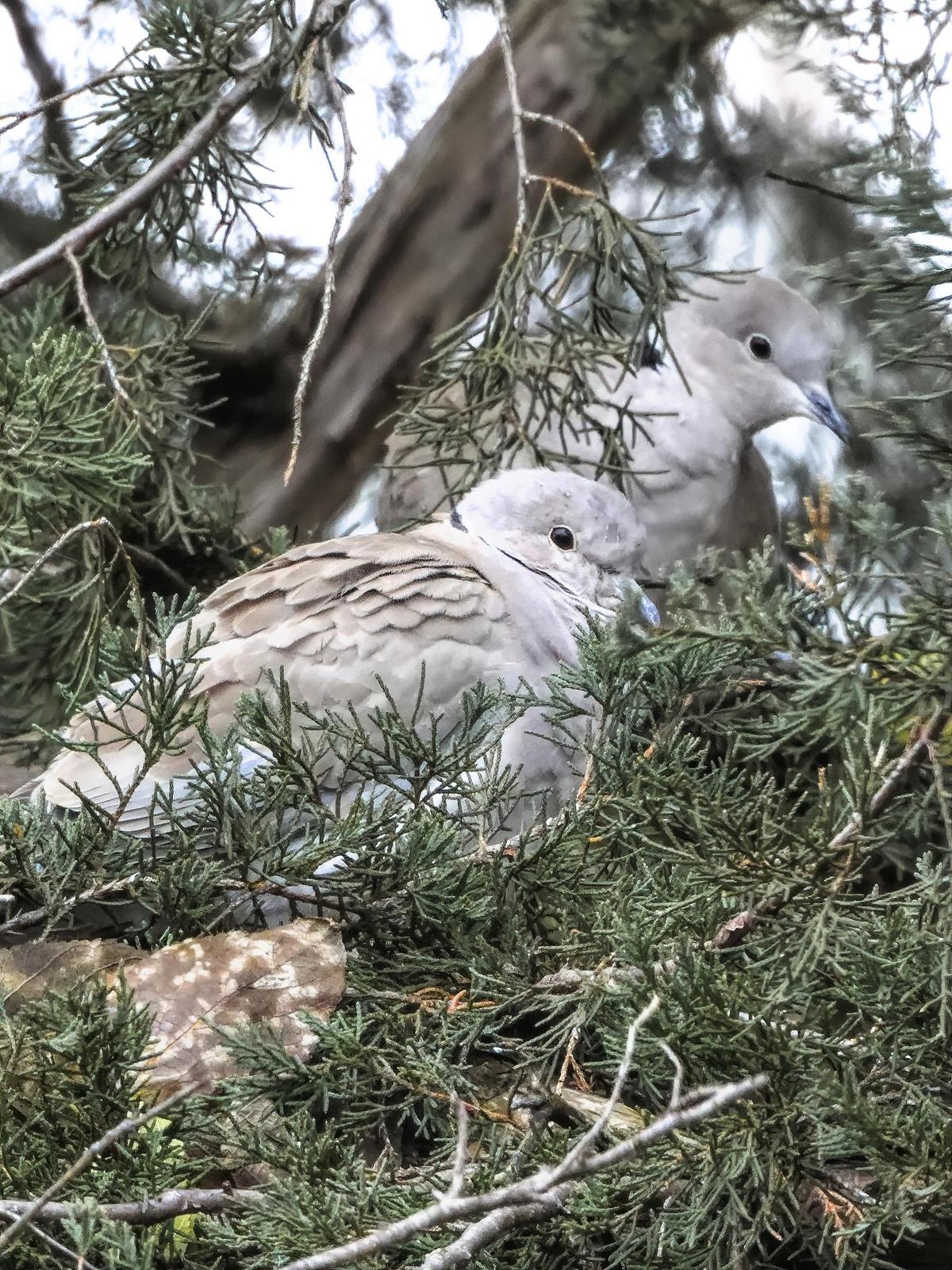 Eurasian Collared-Dove Photo by Dan Tallman