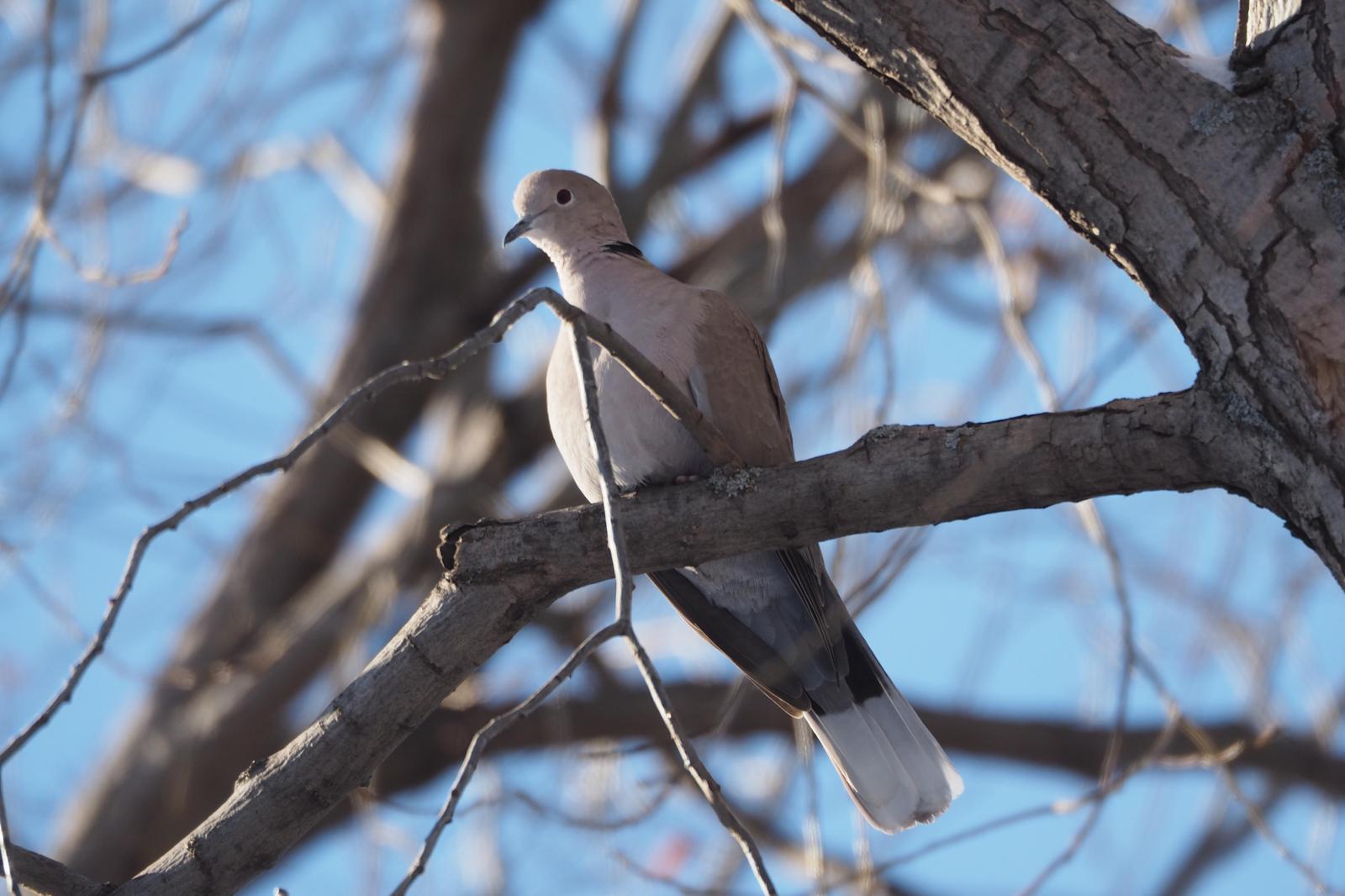 Eurasian Collared-Dove Photo by Colin Hill