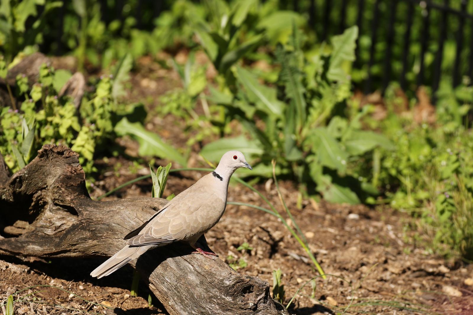 Eurasian Collared-Dove Photo by Kristy Baker