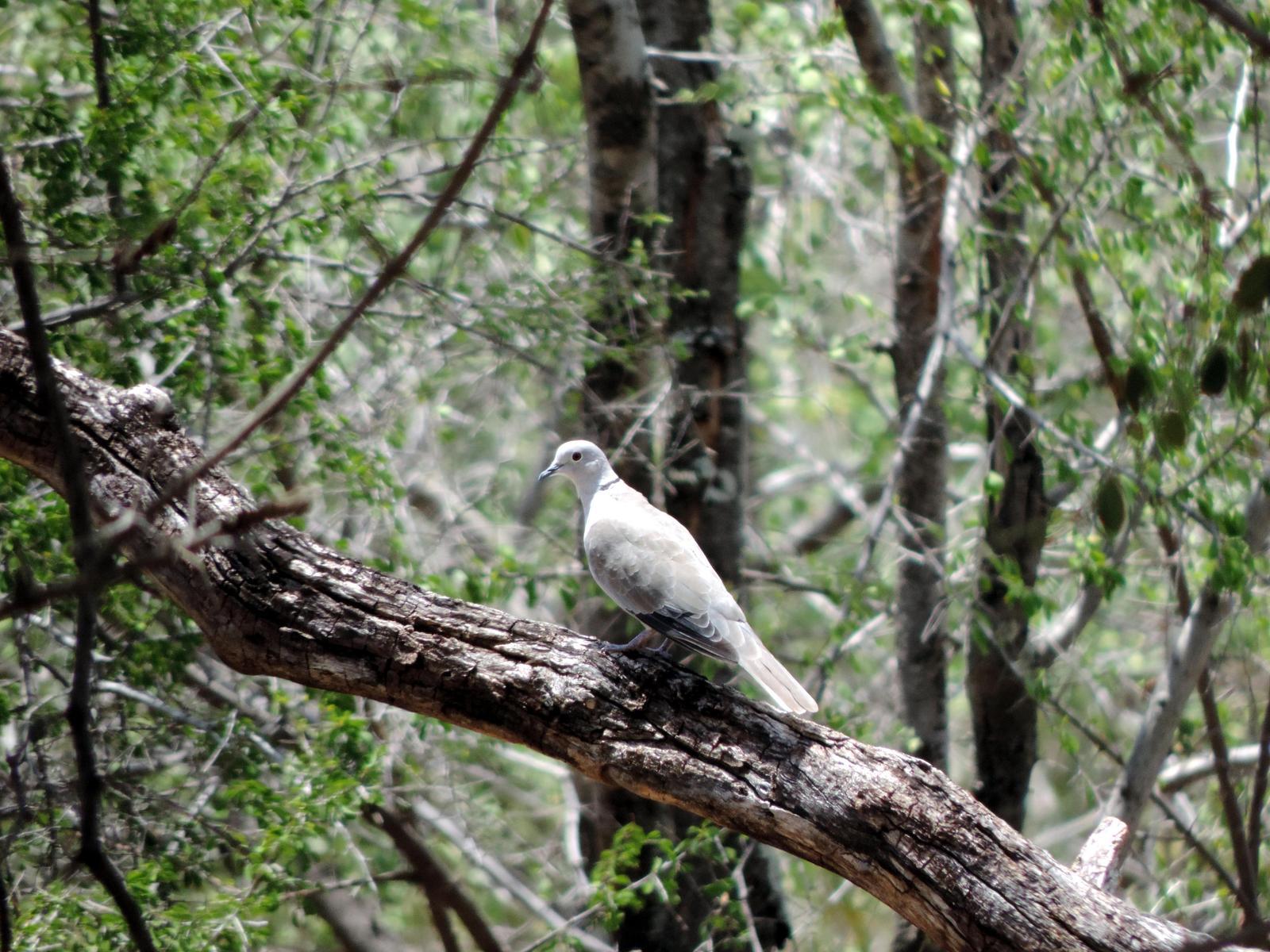 Eurasian Collared-Dove Photo by SRI RAMAN
