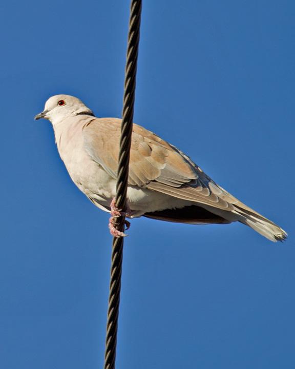 African Collared-Dove Photo by Mat Gilfedder