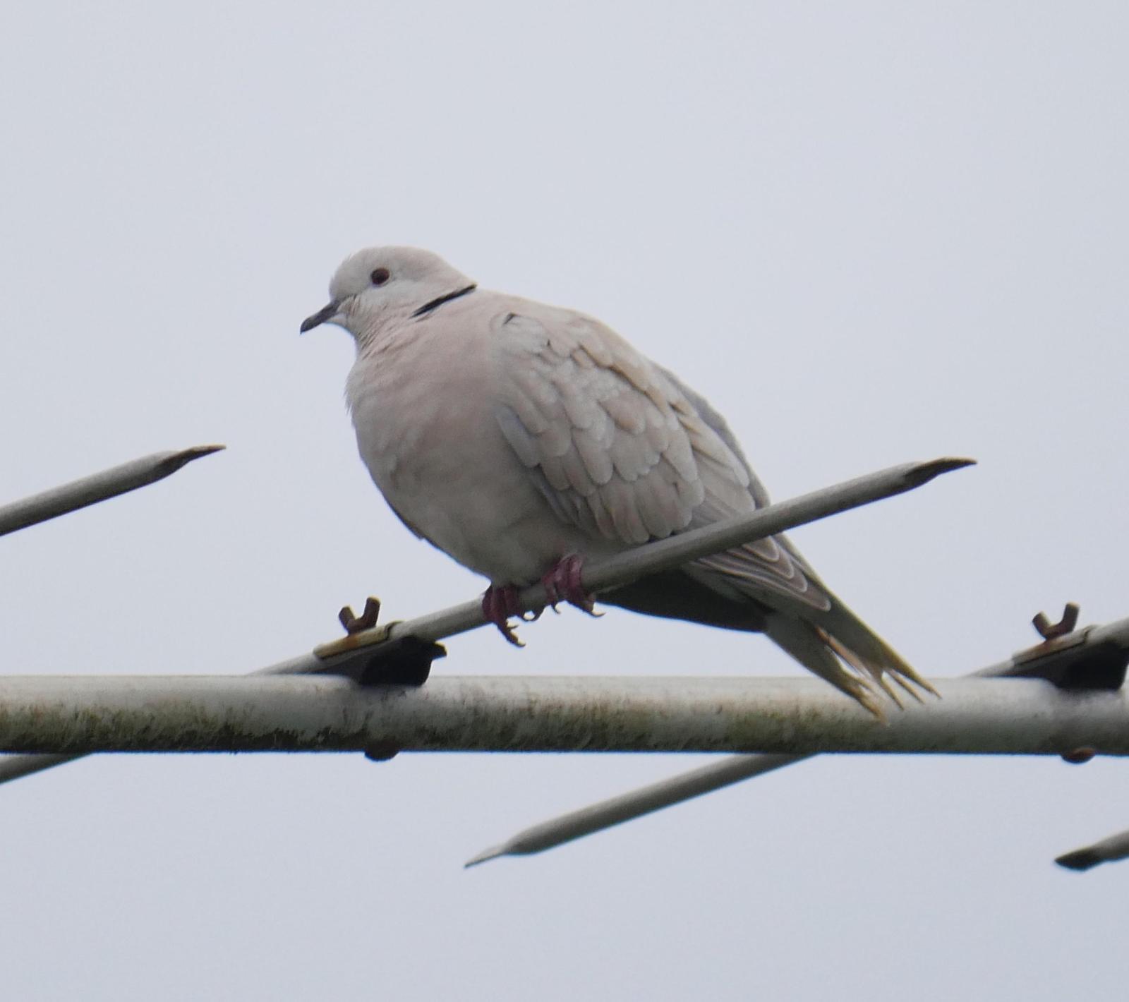 African Collared-Dove Photo by Peter Lowe