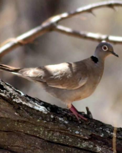White-winged Collared-Dove Photo by Frank Gilliland