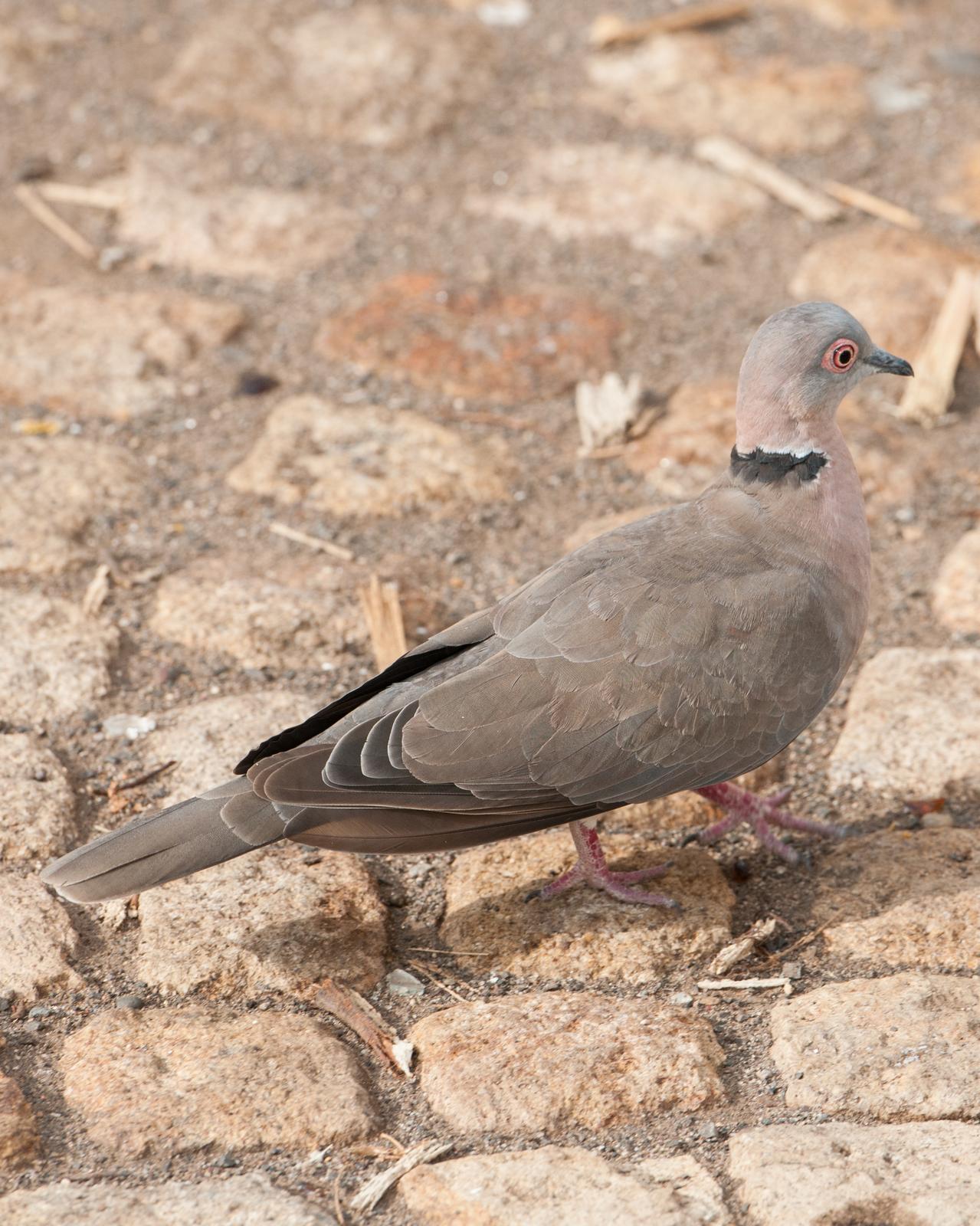 Mourning Collared-Dove Photo by Cameron Carver