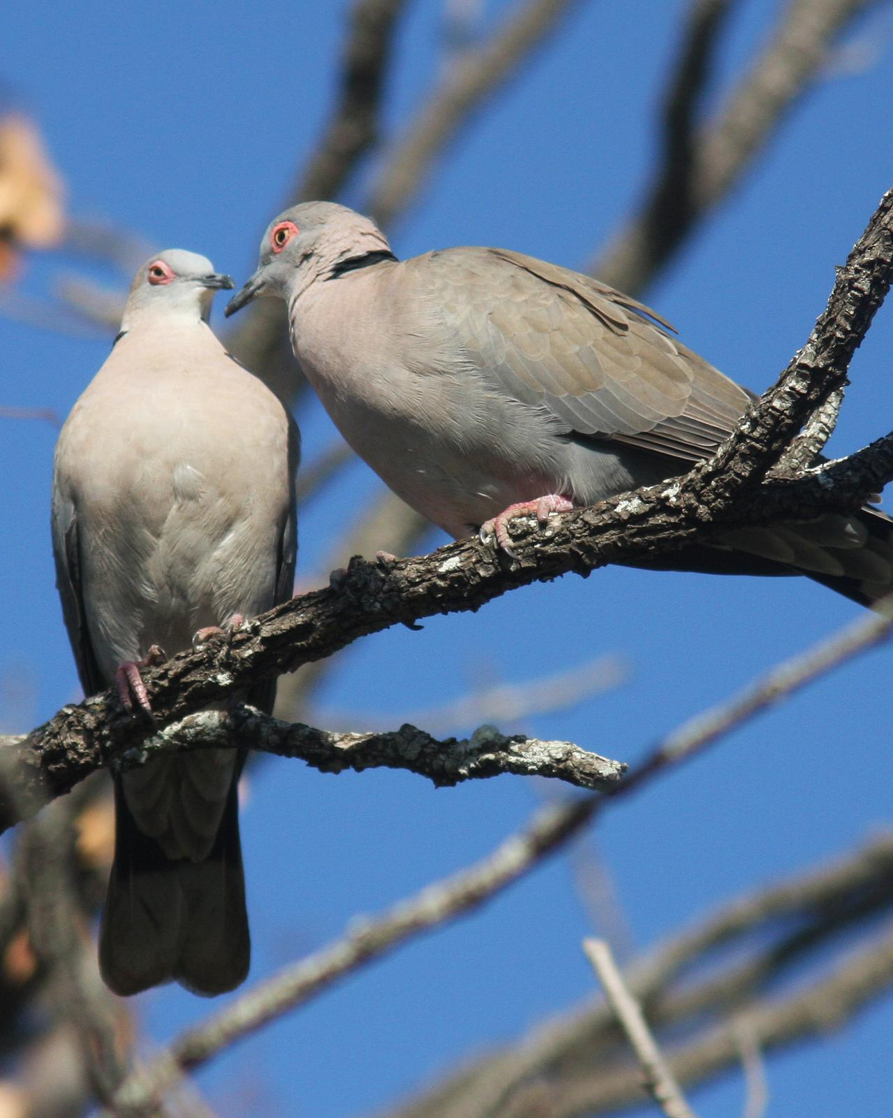 Mourning Collared-Dove Photo by Henk Baptist