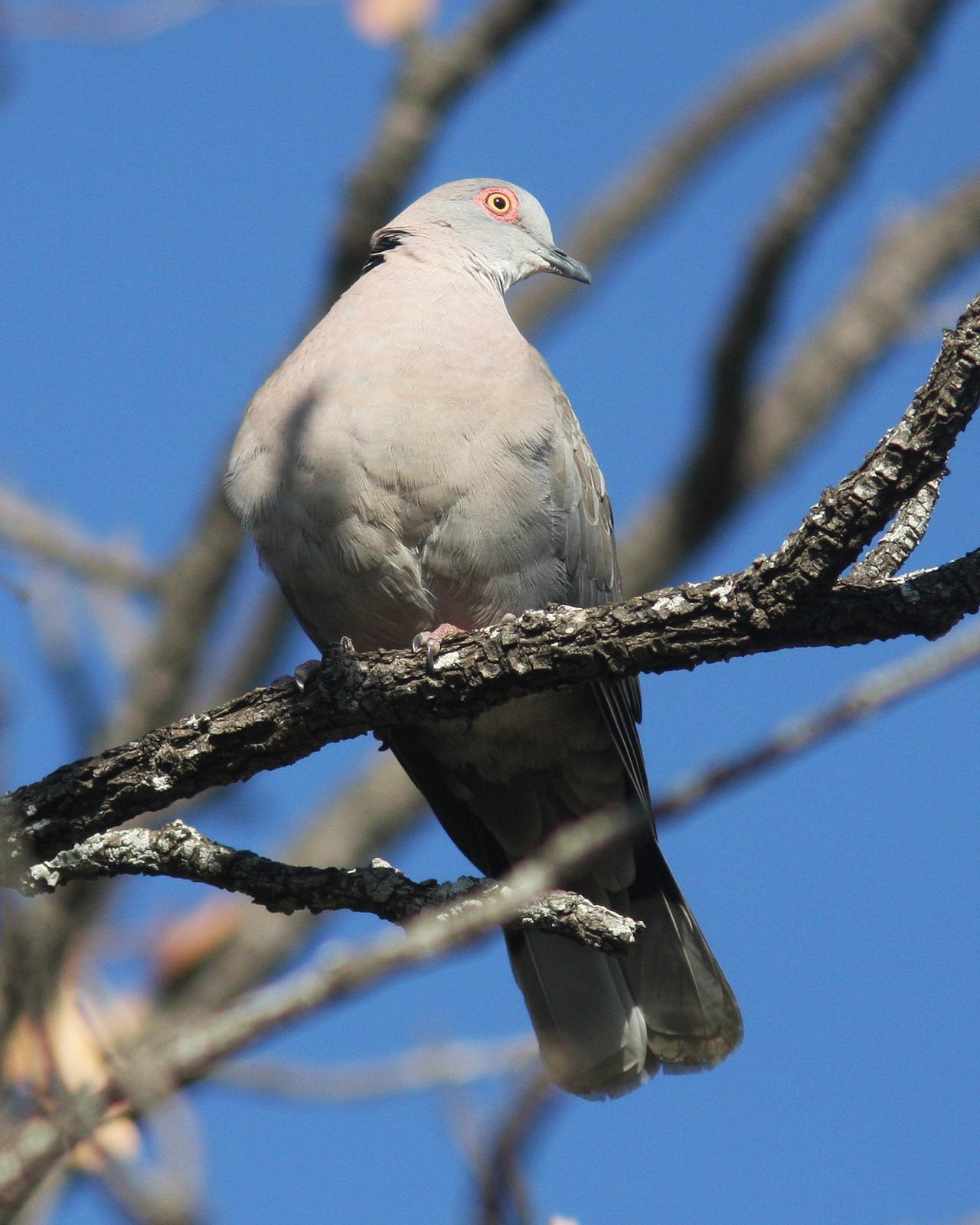 Mourning Collared-Dove Photo by Henk Baptist