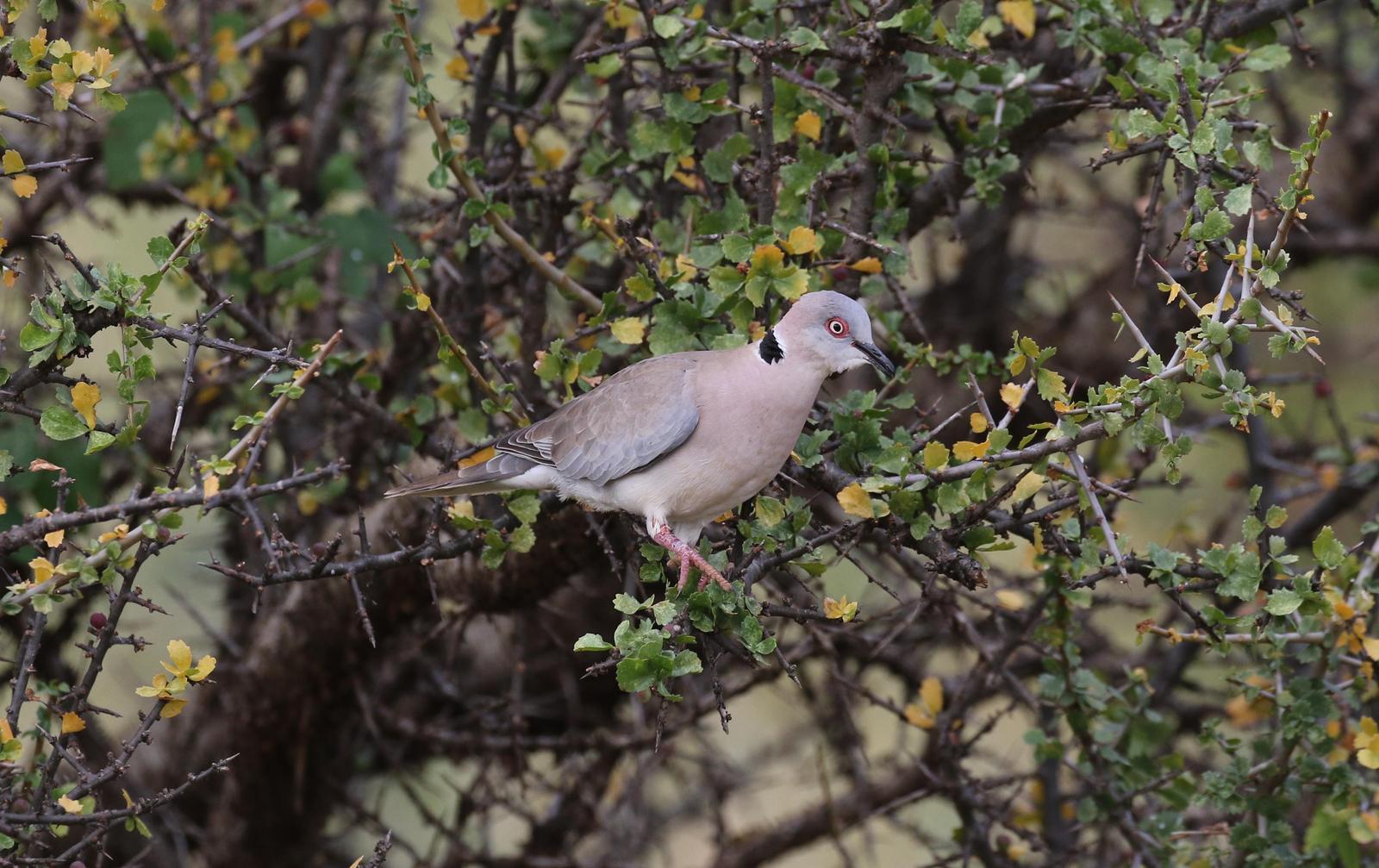 Mourning Collared-Dove Photo by Nate Dias