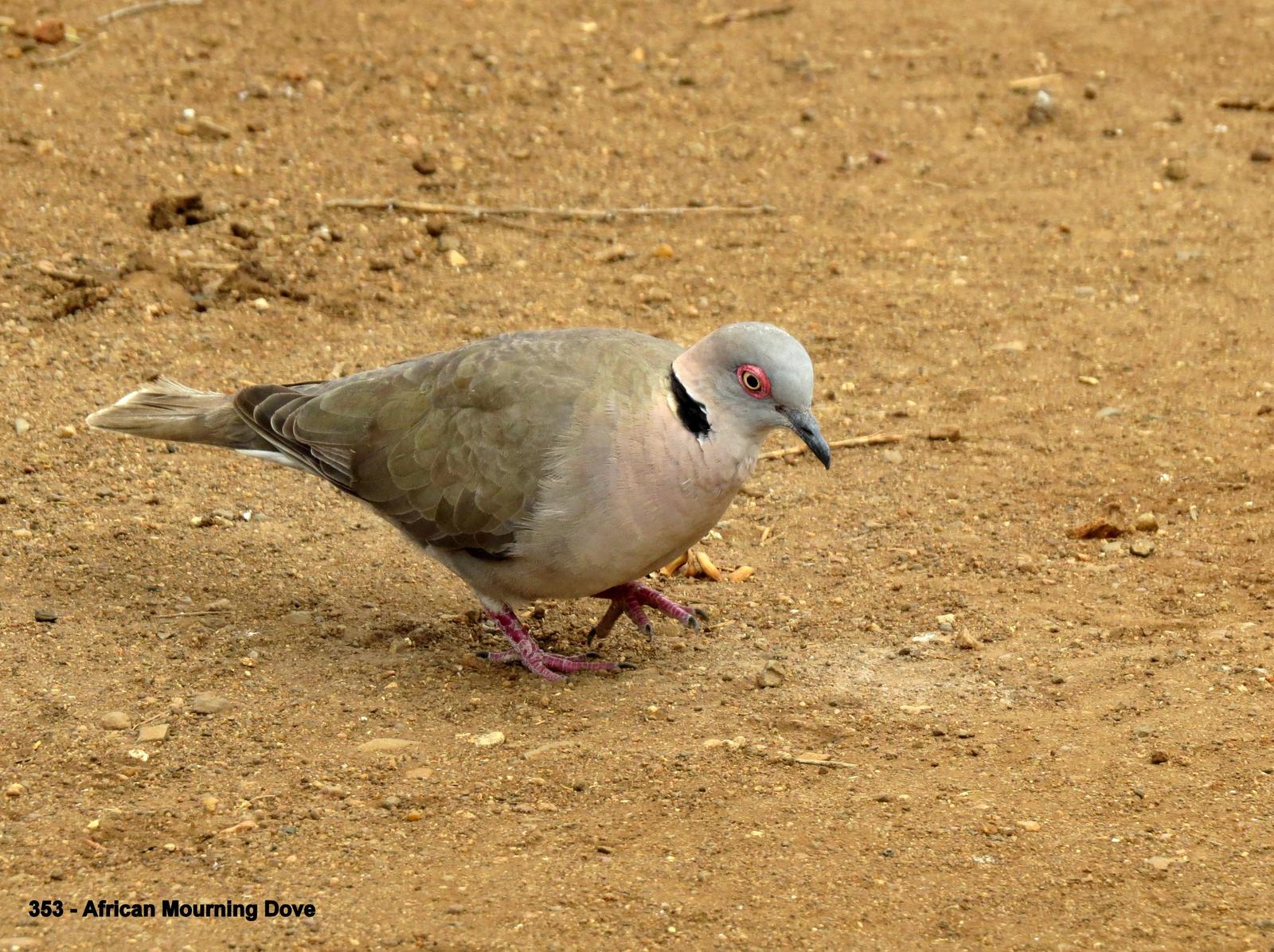 Mourning Collared-Dove Photo by Richard  Lowe