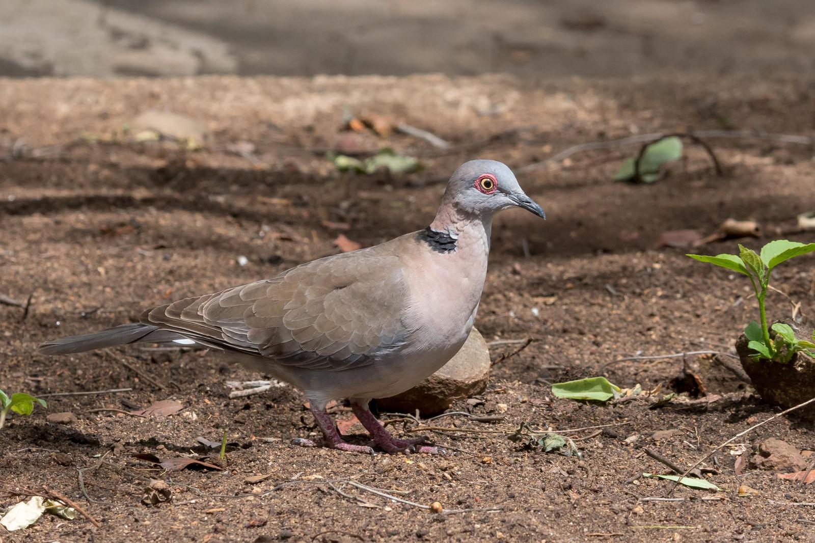 Mourning Collared-Dove Photo by Gerald Hoekstra