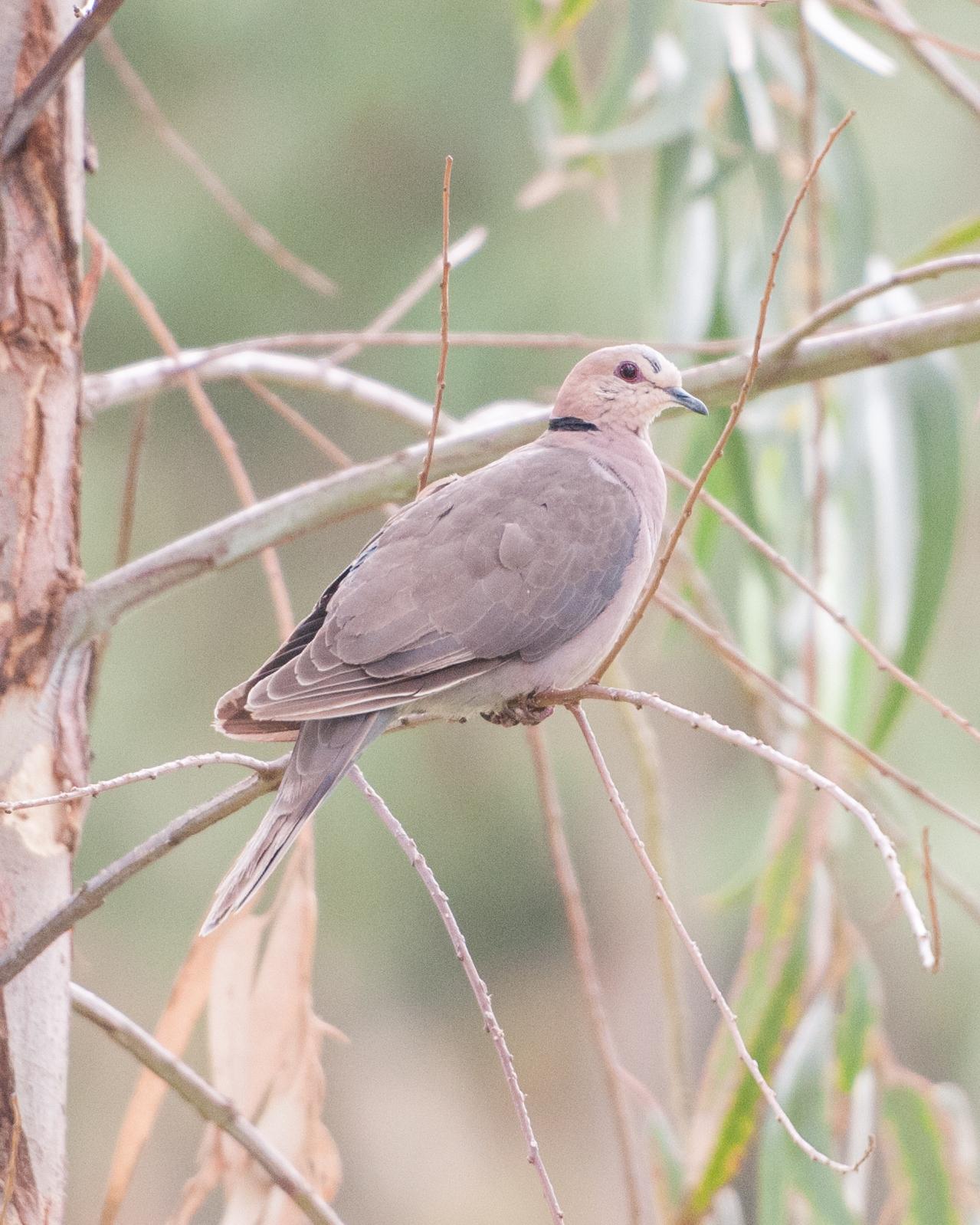 Red-eyed Dove Photo by Cameron Carver