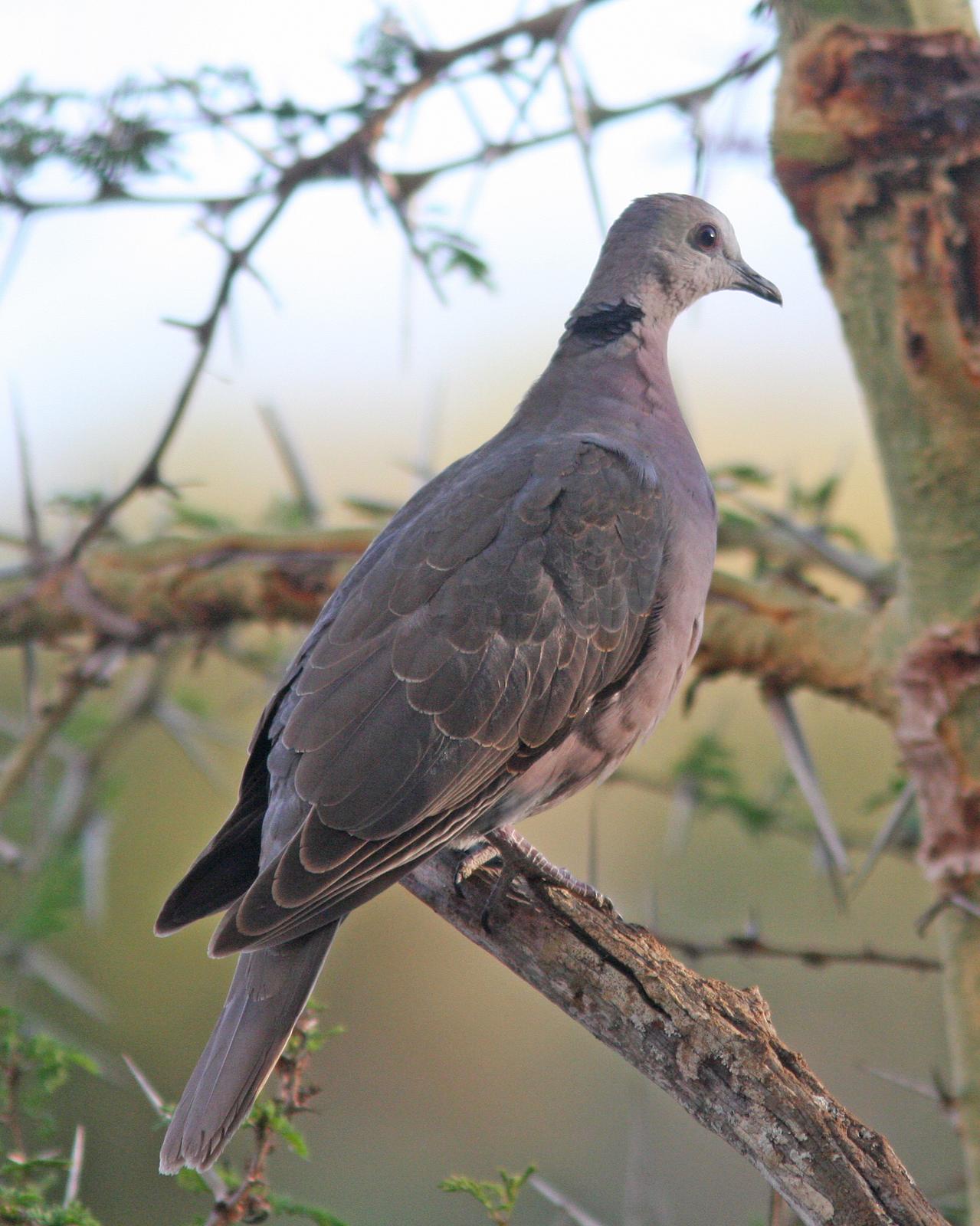 Red-eyed Dove Photo by Henk Baptist