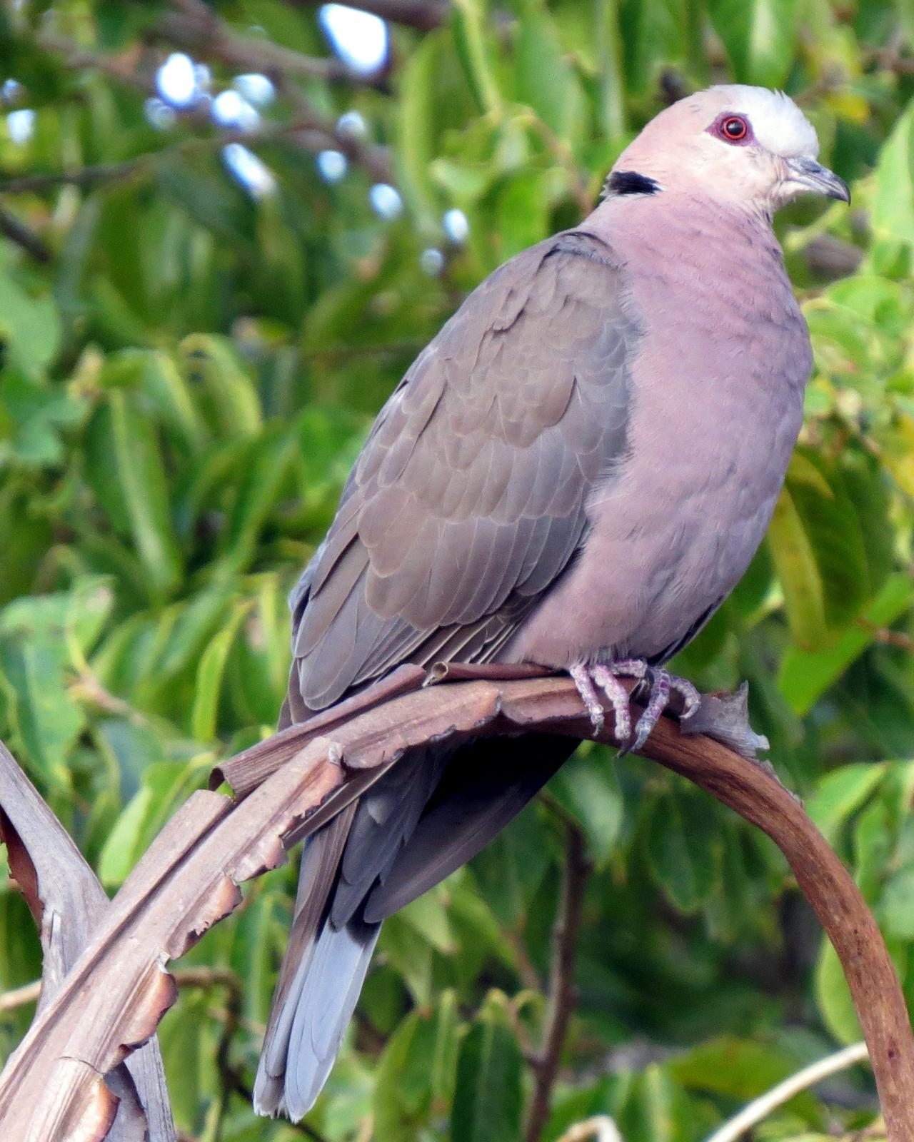Red-eyed Dove Photo by Richard  Lowe