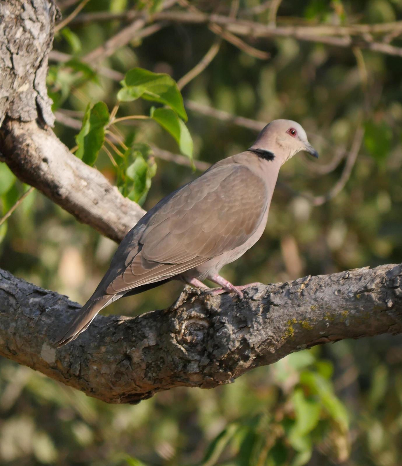 Red-eyed Dove Photo by Peter Lowe