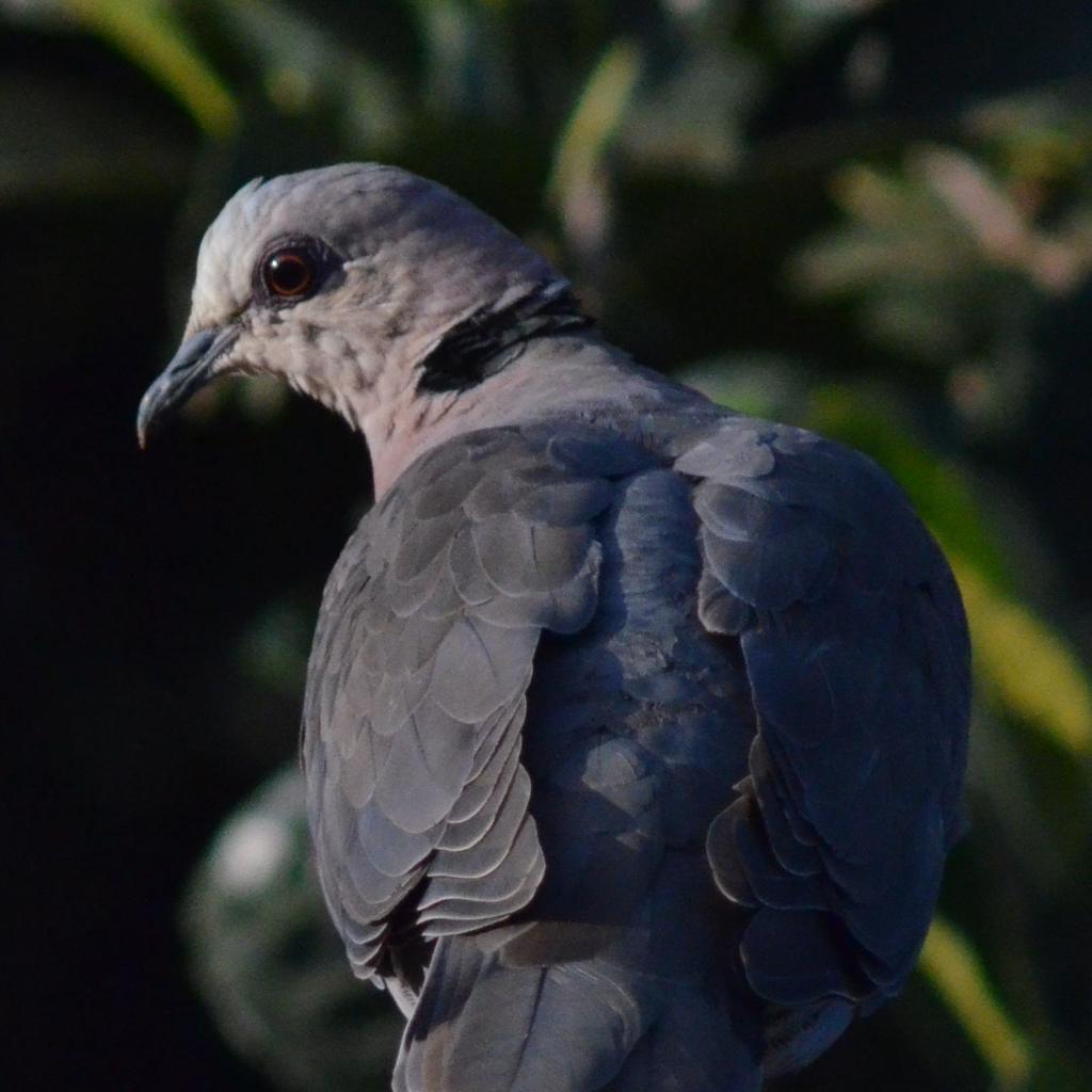 Ring-necked Dove Photo by Timothy Ijala