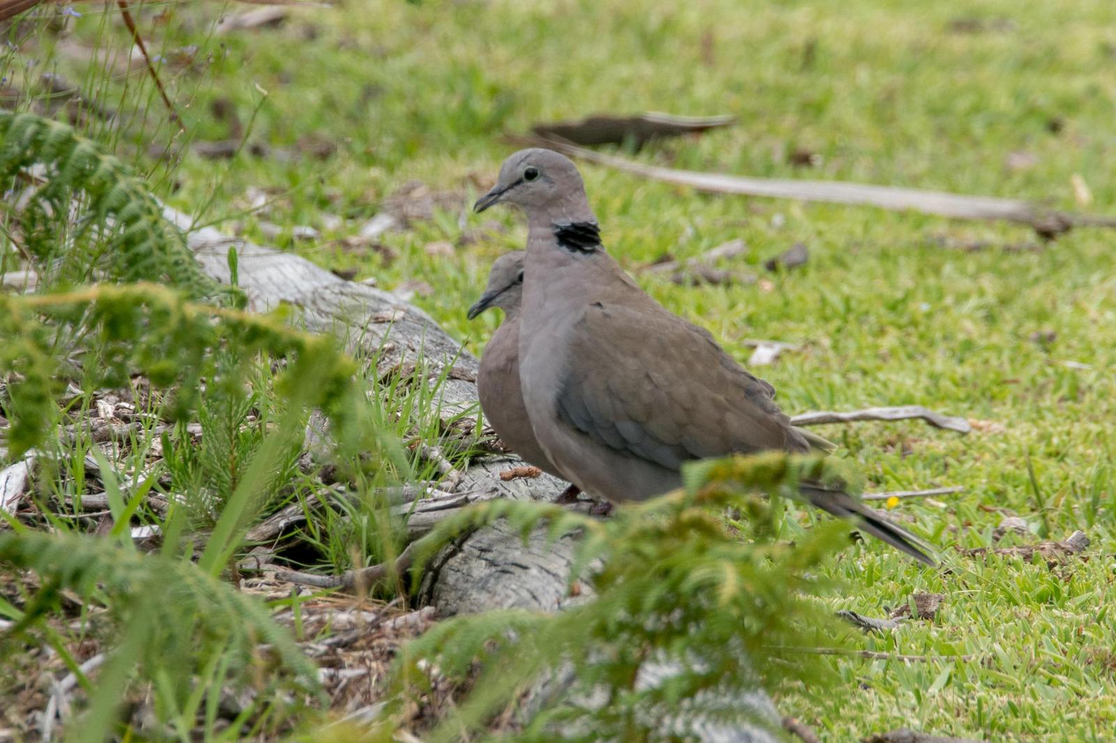 Ring-necked Dove Photo by Gerald Hoekstra