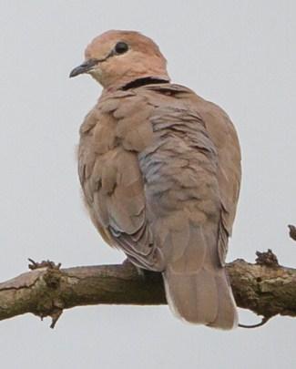 Vinaceous Dove Photo by Mike Barth