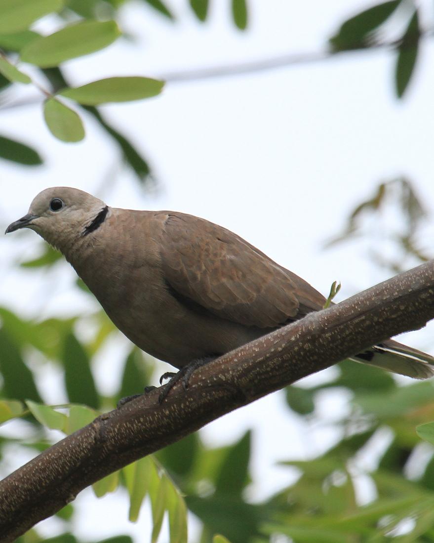 Red Collared-Dove Photo by Monte Taylor