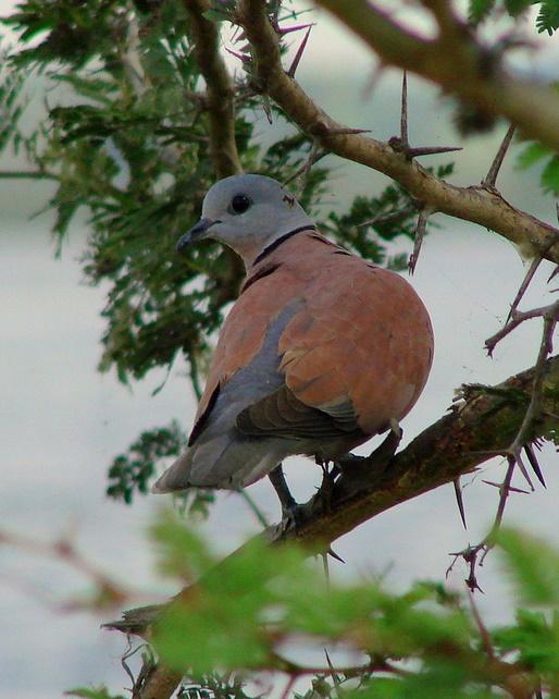Red Collared-Dove Photo by Sean Fitzgerald