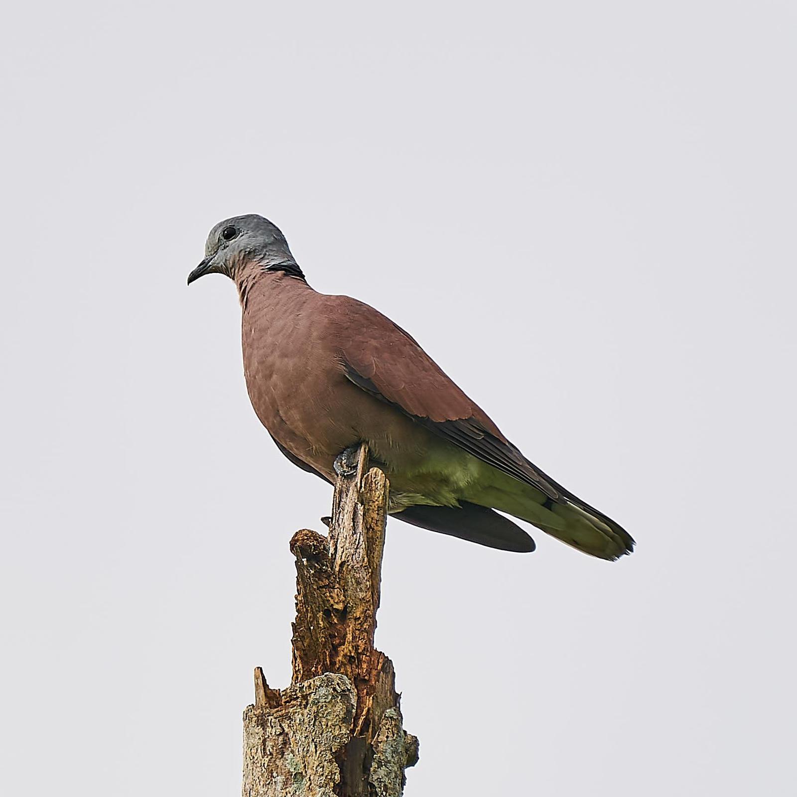 Red Collared-Dove Photo by Steven Cheong