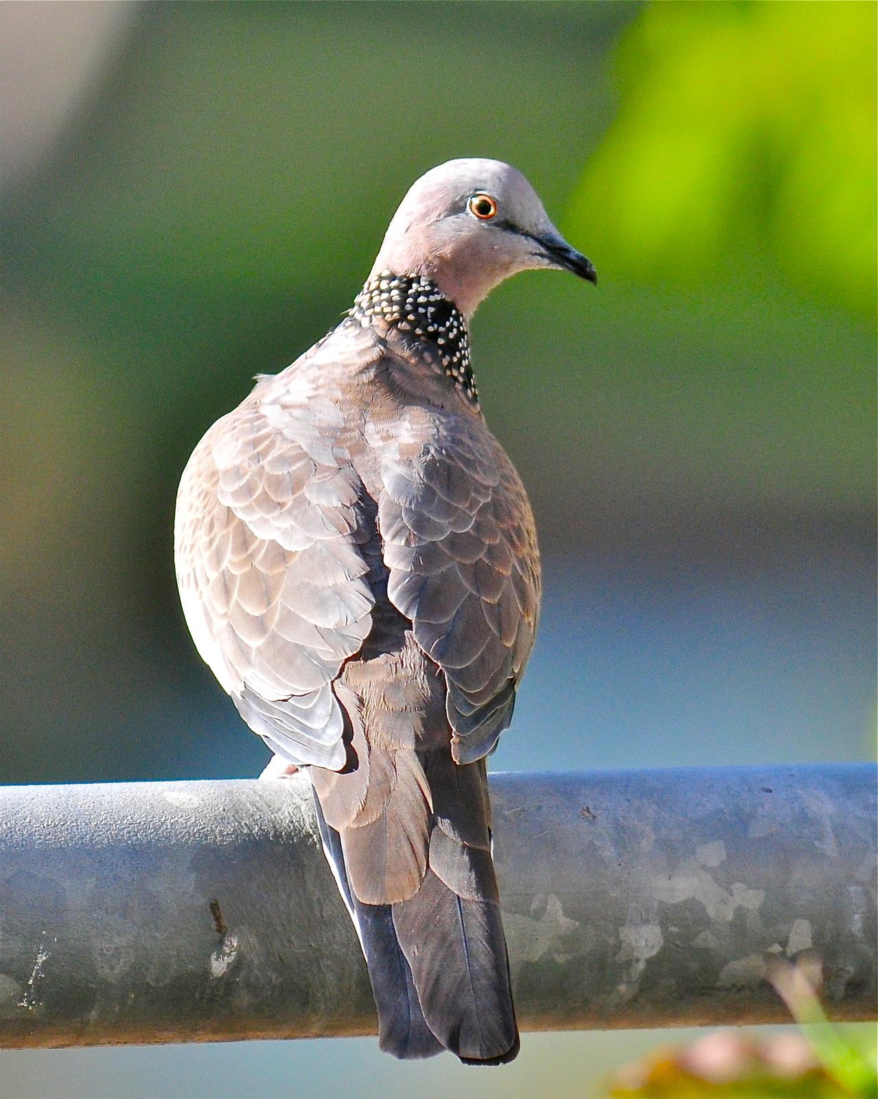 Spotted Dove Photo by Gerald Friesen