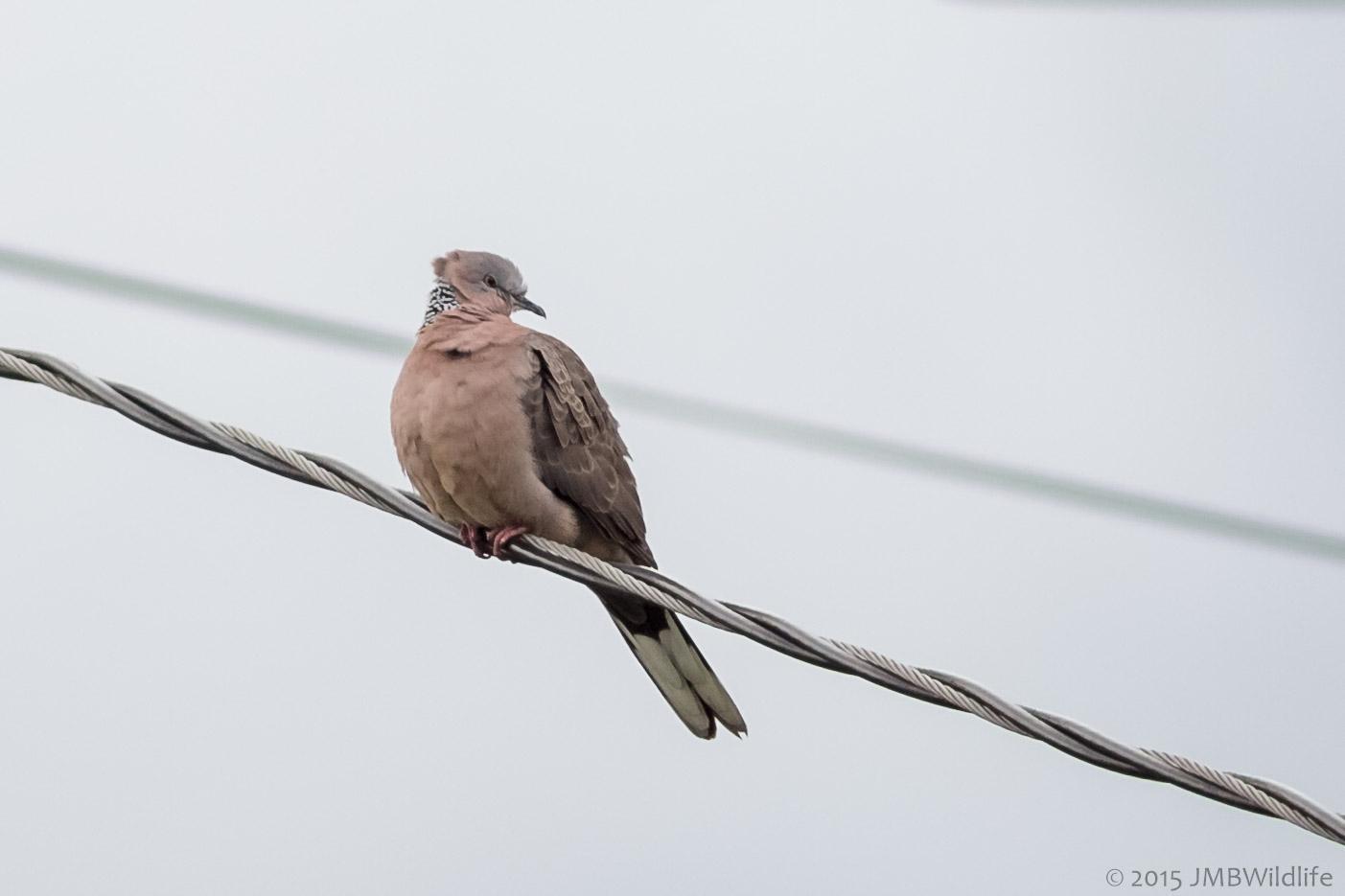 Spotted Dove Photo by Jeff Bray