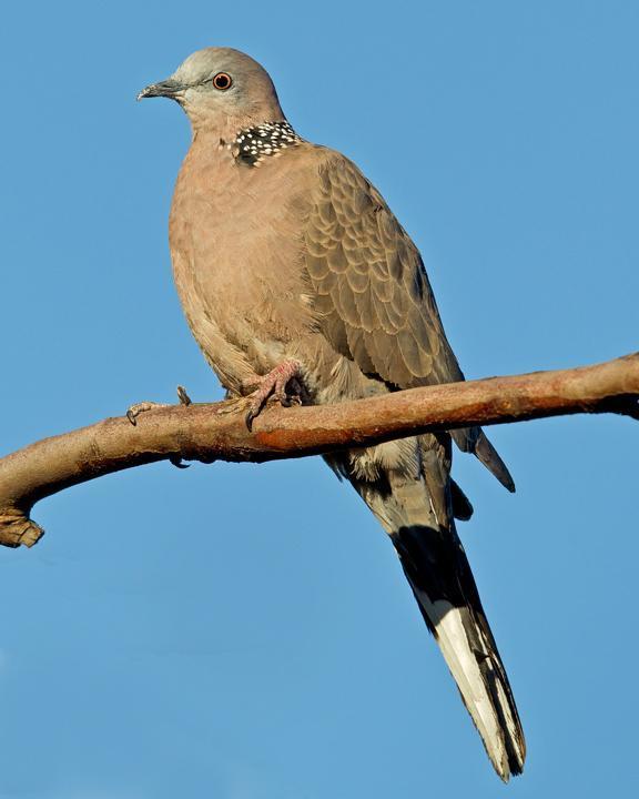 Spotted Dove Photo by Mat Gilfedder