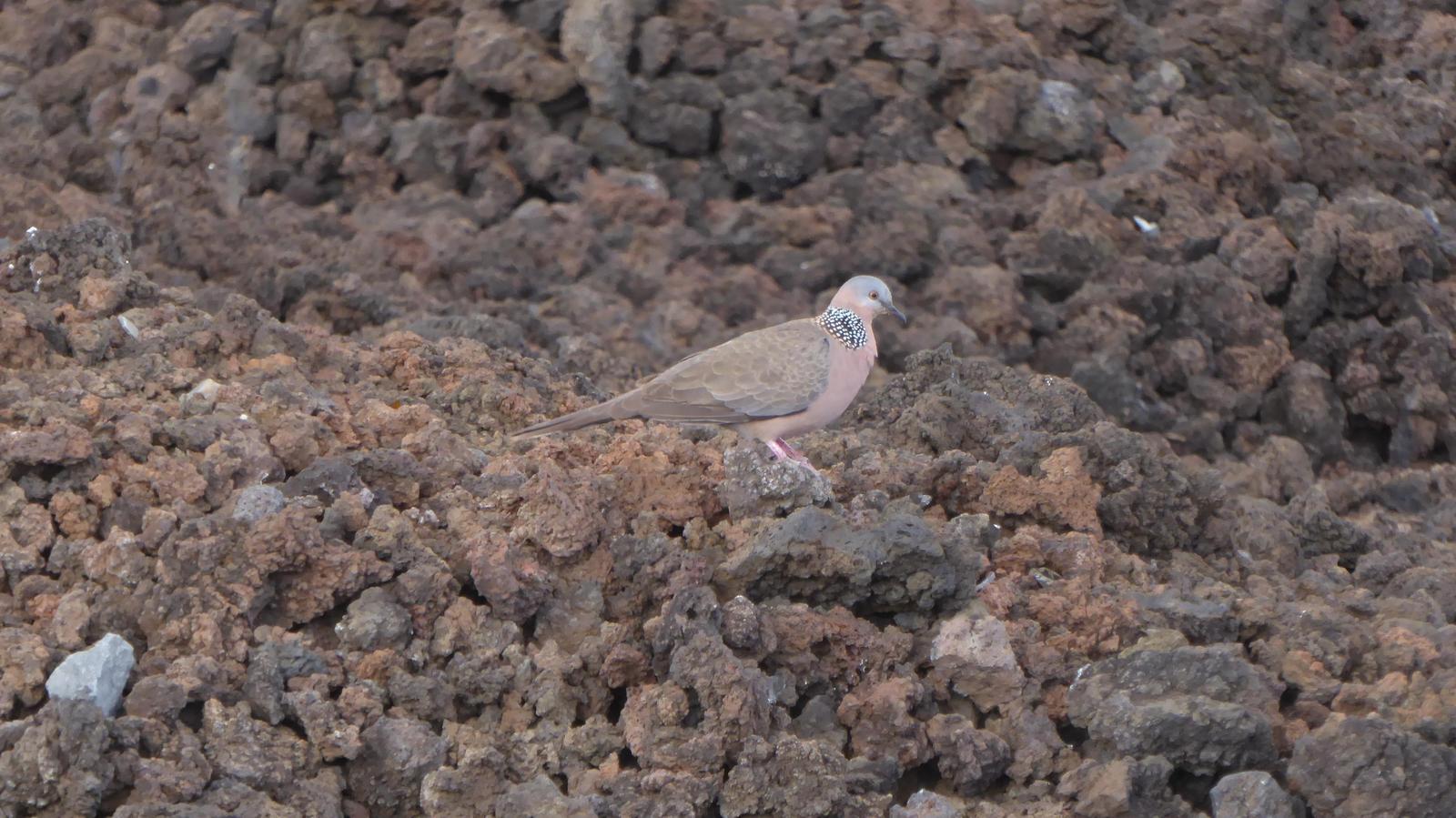 Spotted Dove Photo by Daliel Leite