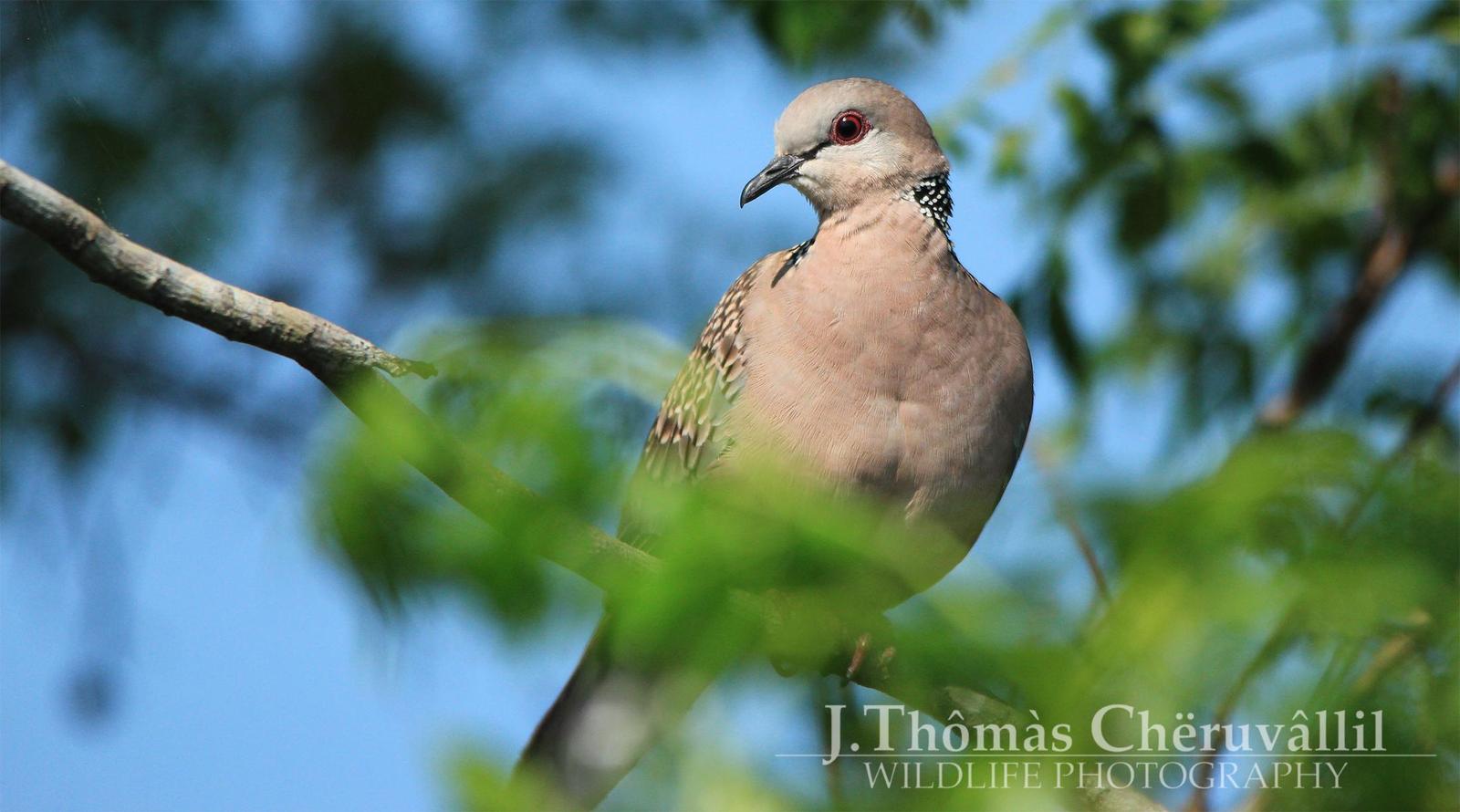 Spotted Dove Photo by Jinu Thomas 