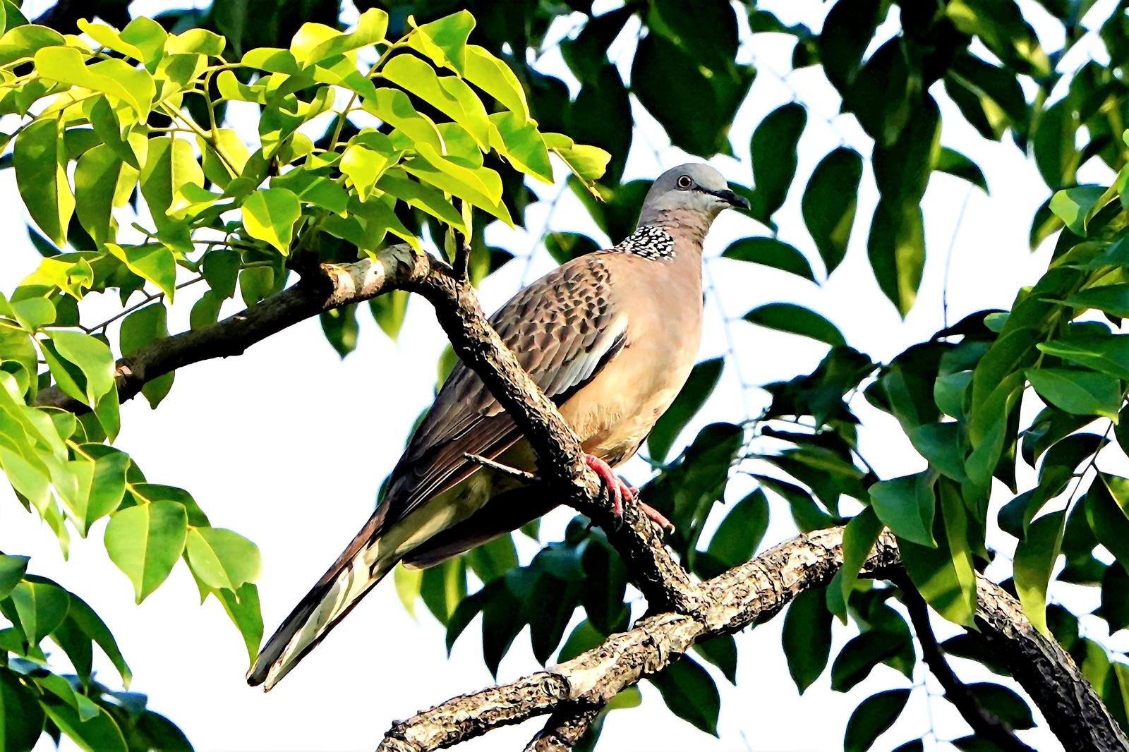 Spotted Dove Photo by Steven Cheong