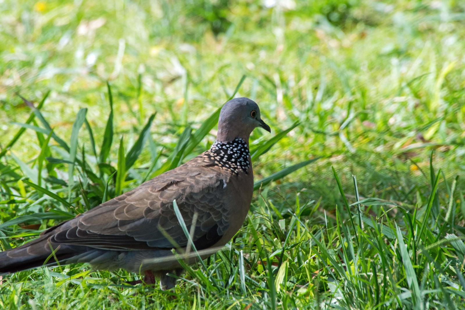Spotted Dove Photo by Joseph Angstman
