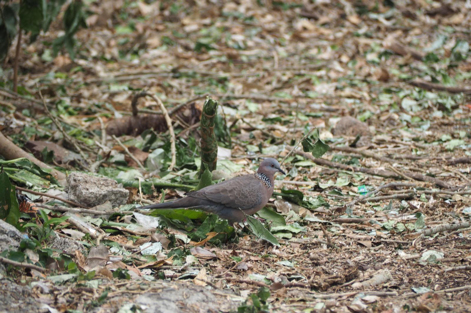 Spotted Dove Photo by Colin Hill