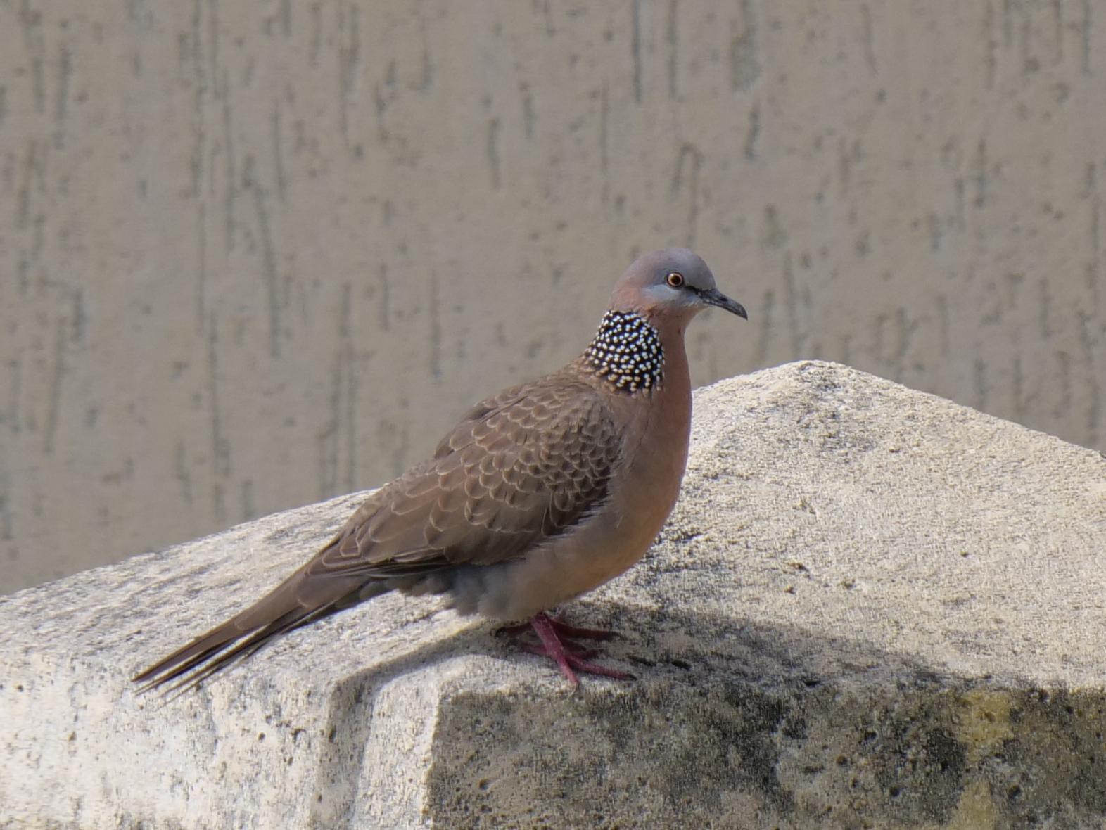 Spotted Dove Photo by Peter Lowe