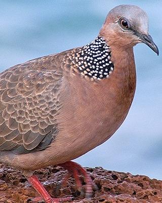 Spotted Dove Photo by Pete Myers