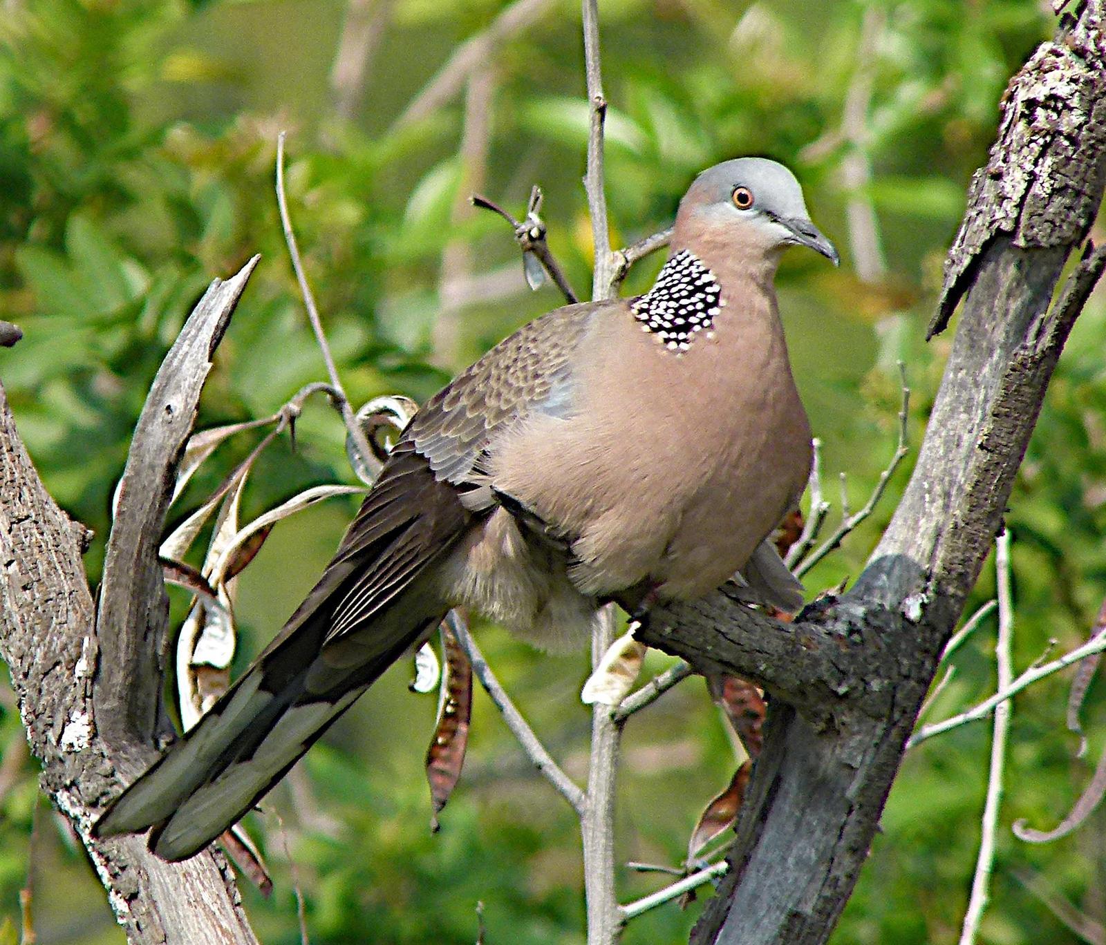 Spotted Dove Photo by Brian Avent