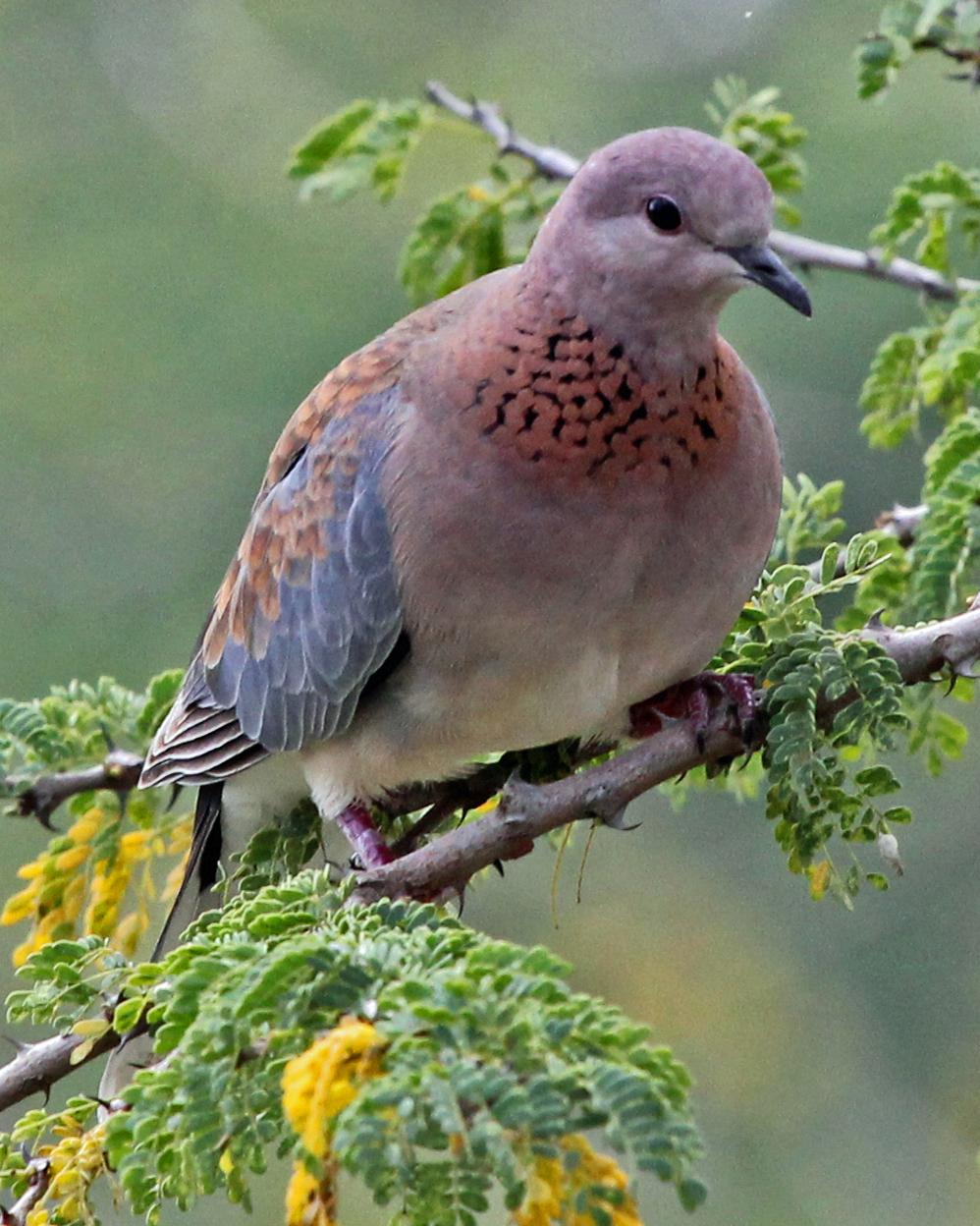 Laughing Dove Photo by Robert Polkinghorn