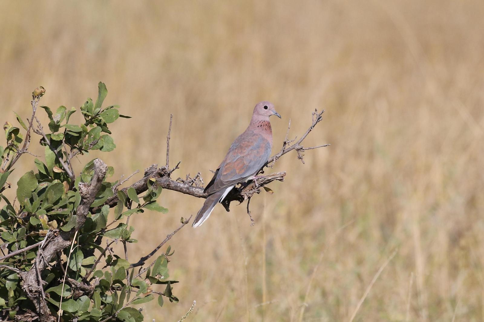 Laughing Dove Photo by Nate Dias